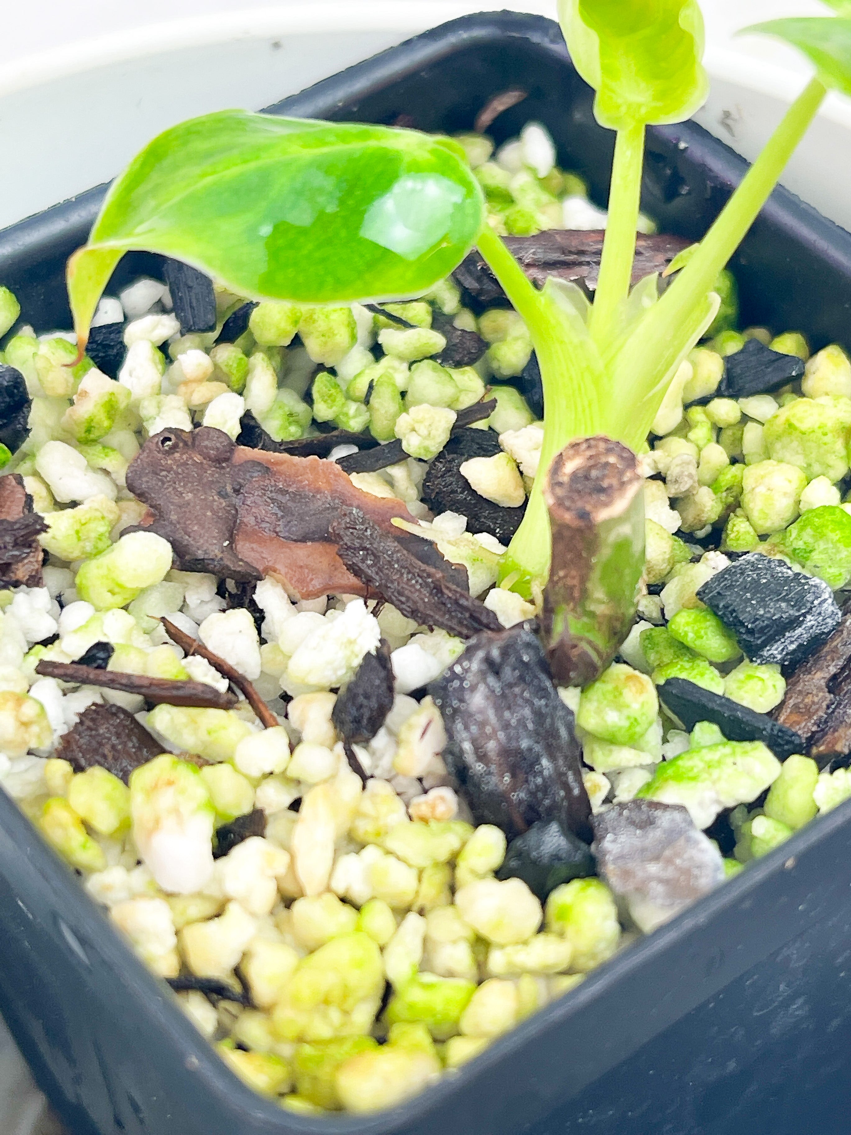 Philodendron verrucosum Cobra Rooted