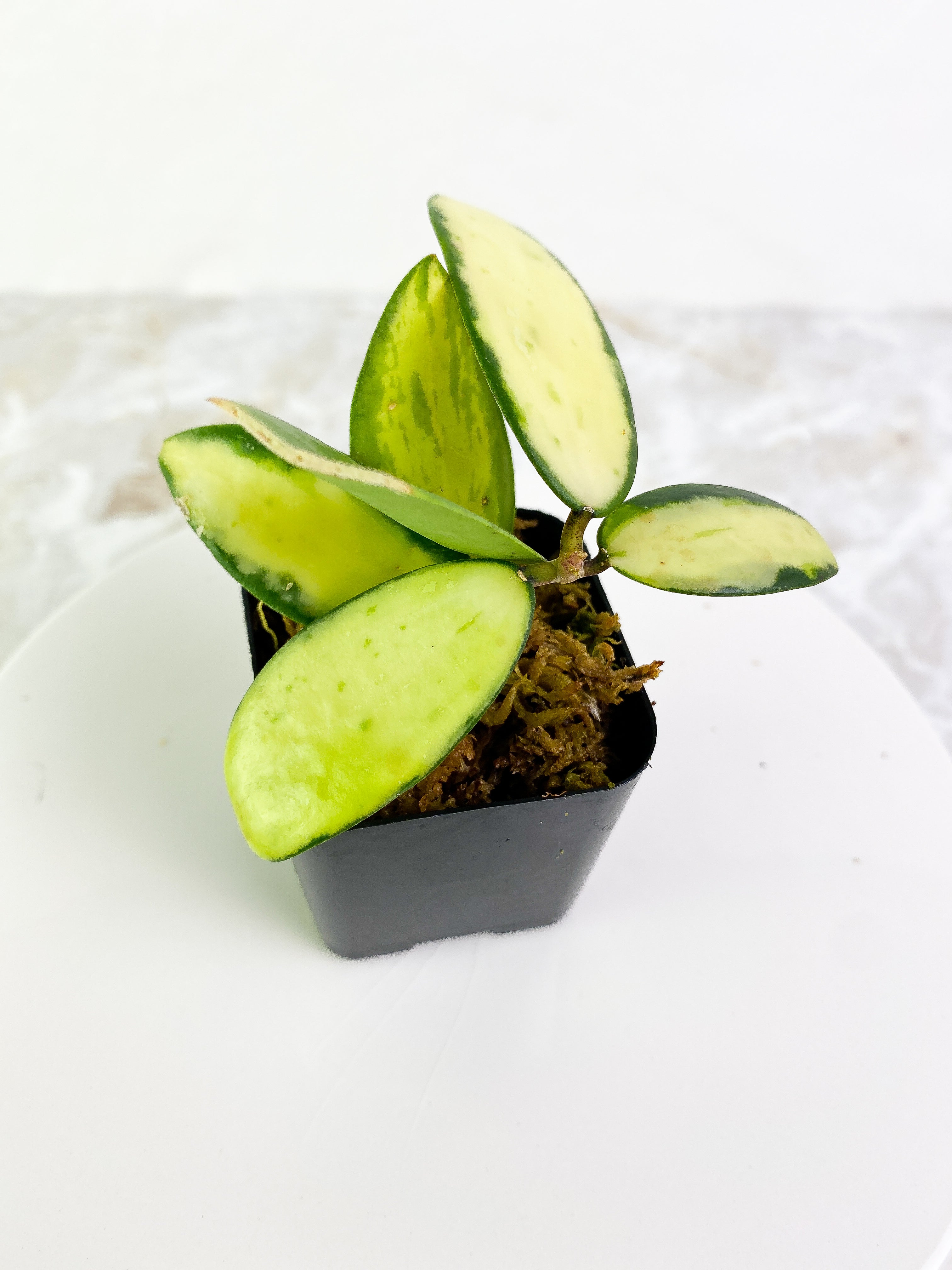 Hoya Acuta Yellow Variegated 6 leaves rooted