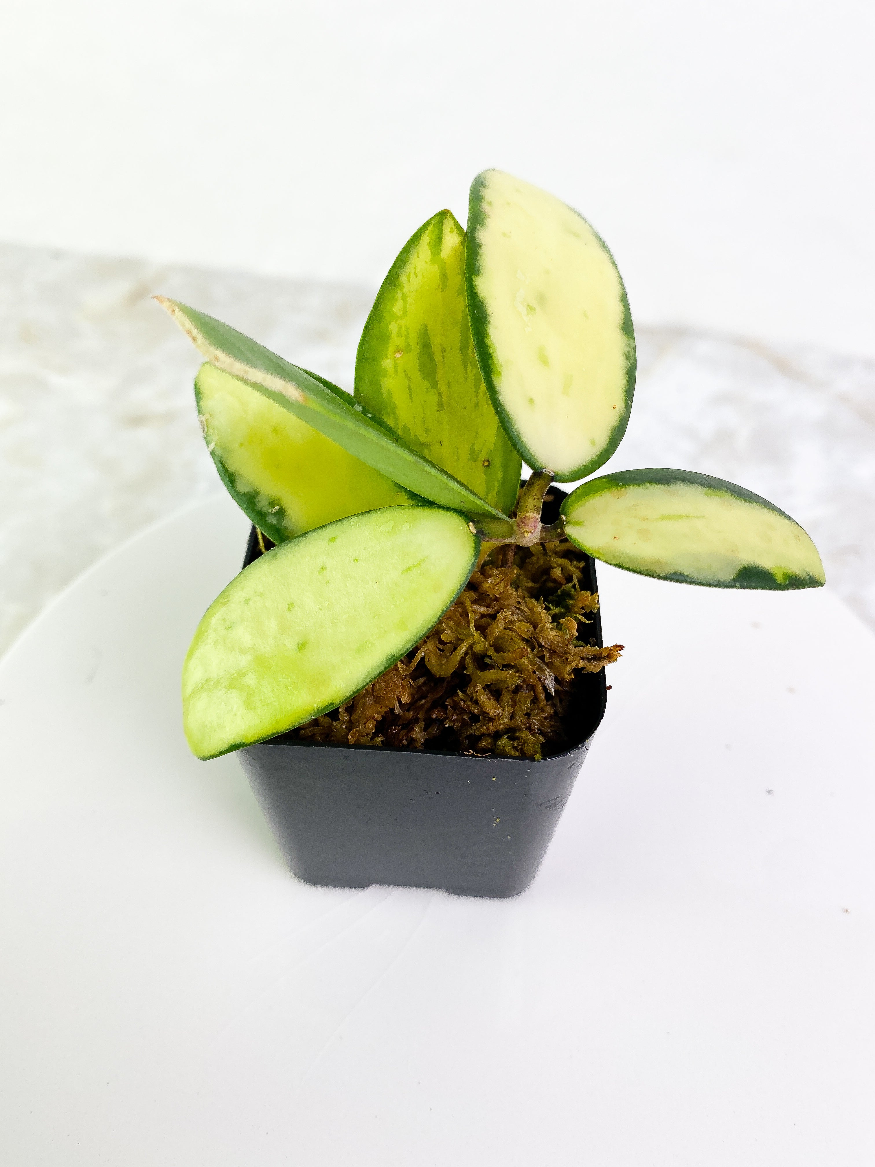 Hoya Acuta Yellow Variegated 6 leaves rooted