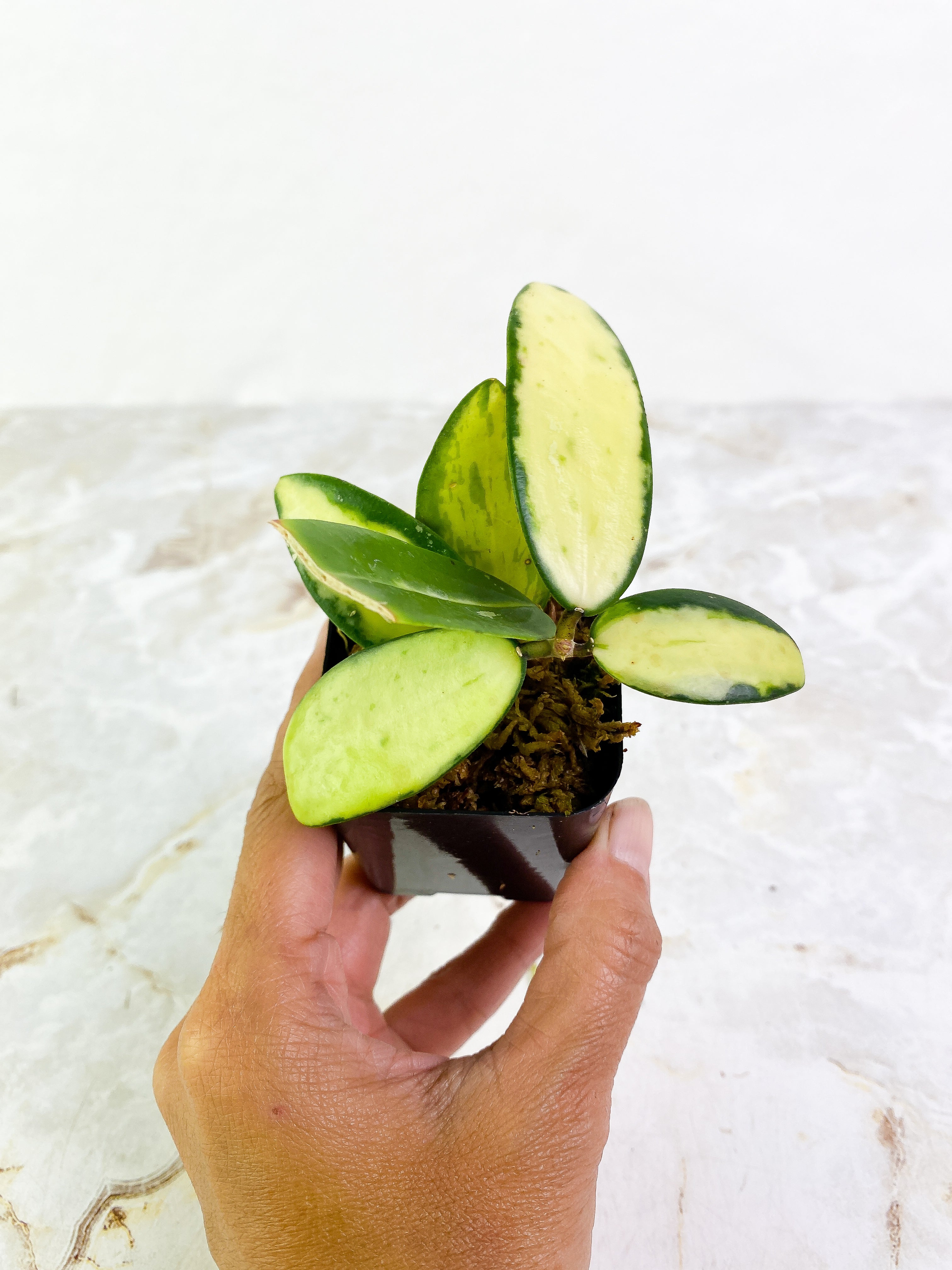 Hoya Acuta Yellow Variegated 6 leaves rooted