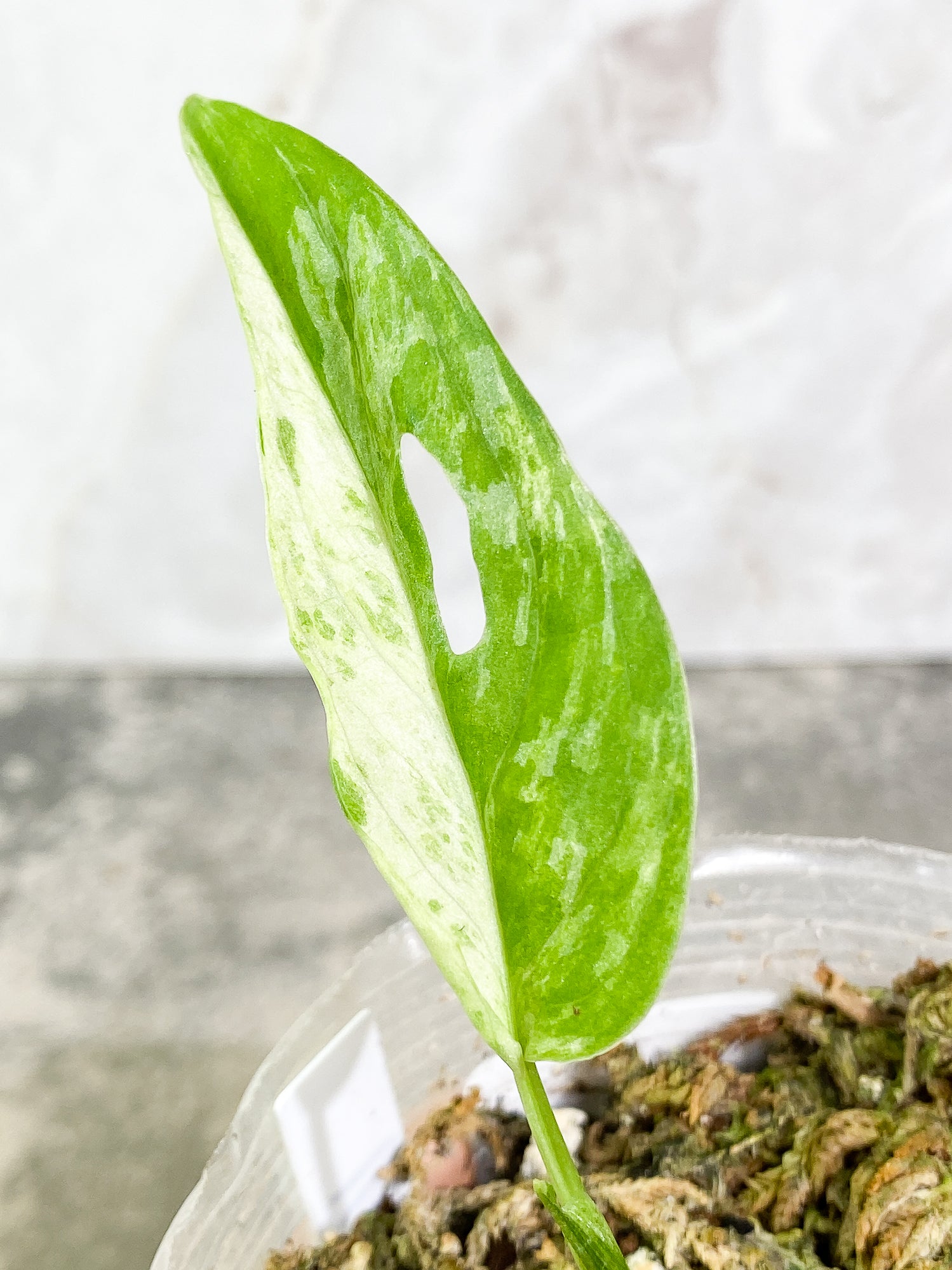Monstera Adansonii Mint highly variegation 1 leaf 1sprout rooted