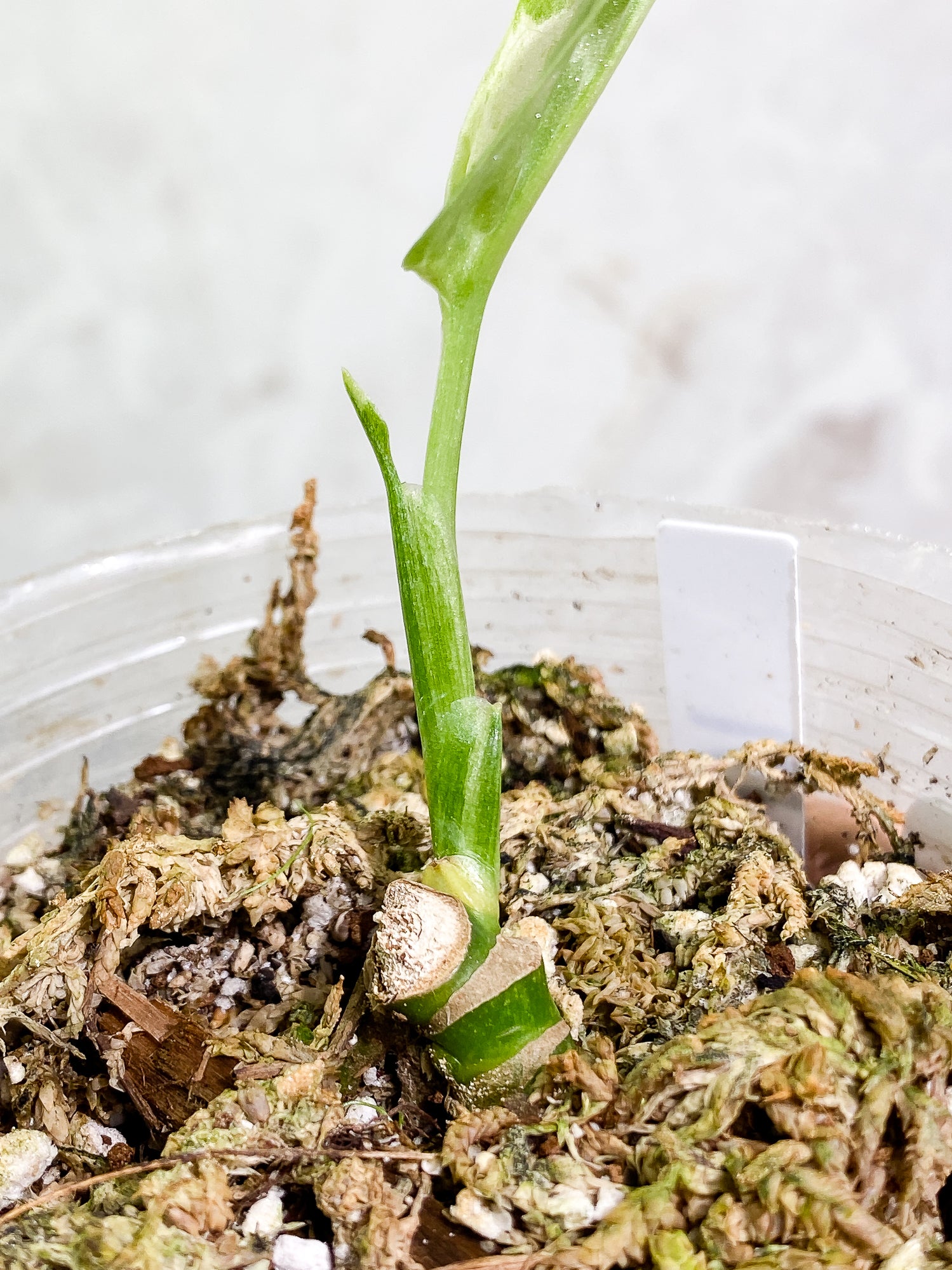 Monstera Adansonii Mint highly variegation 1 leaf 1sprout rooted