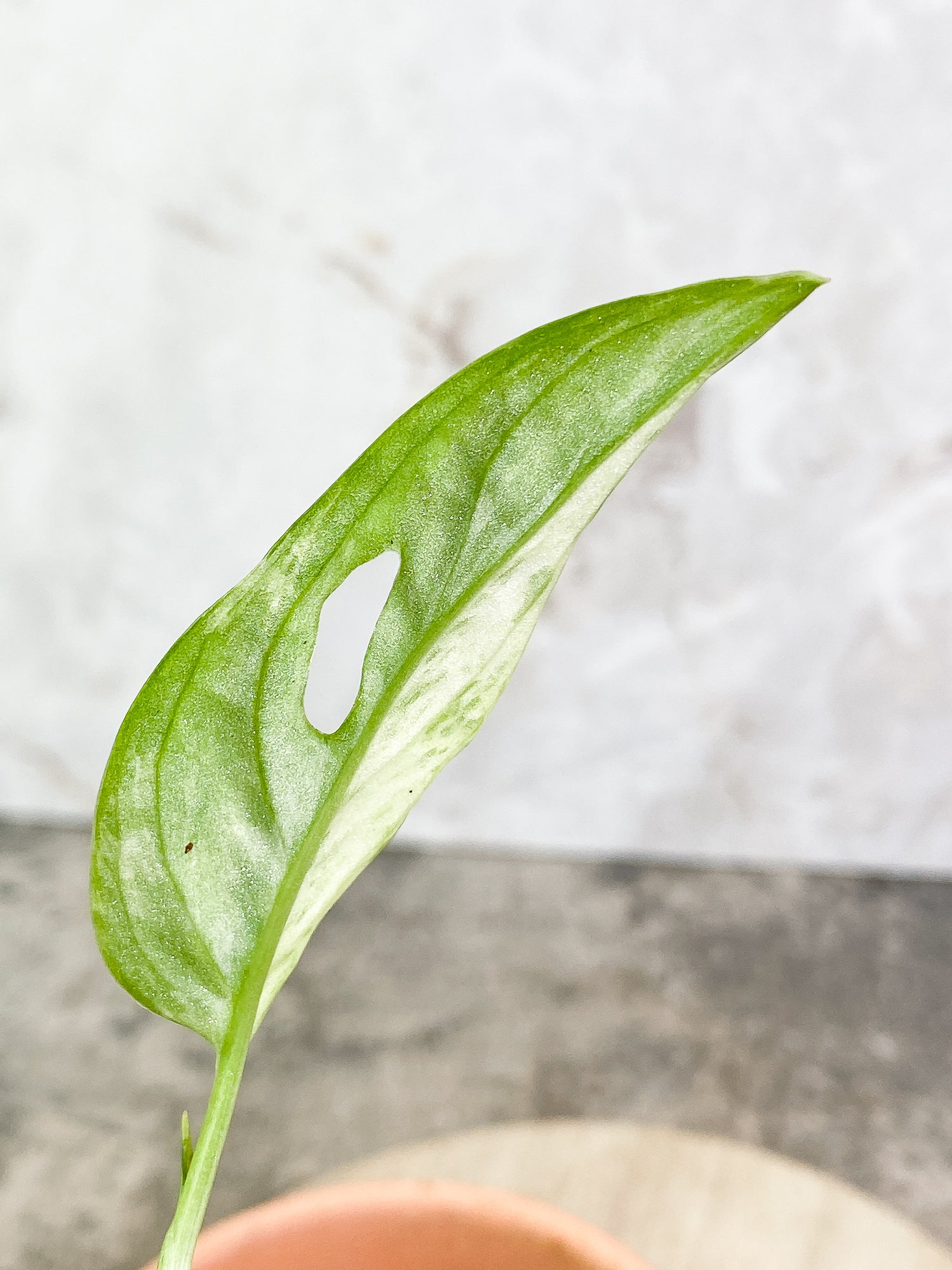 Monstera Adansonii Mint highly variegation 1 leaf 1sprout rooted