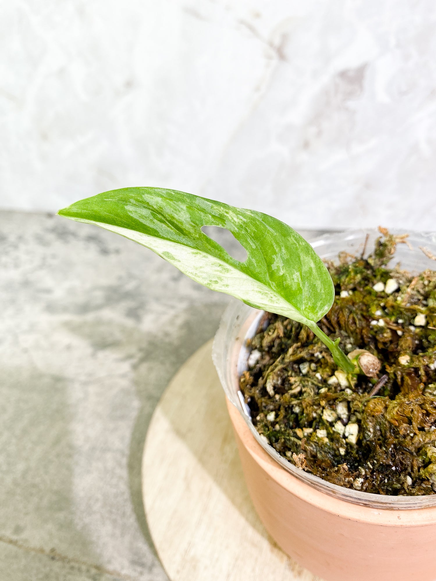 Monstera Adansonii Mint highly variegation 1 leaf 1sprout rooted