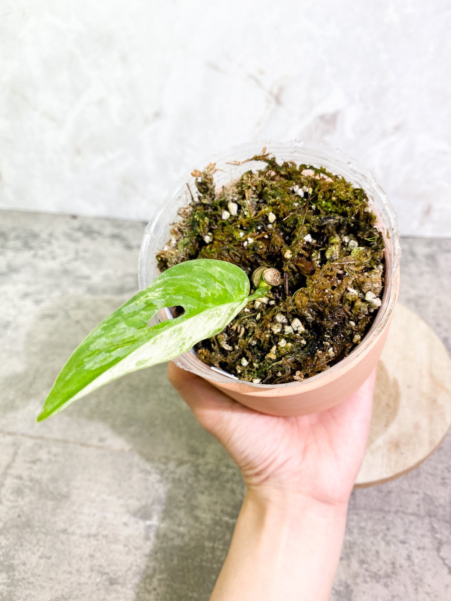 Monstera Adansonii Mint highly variegation 1 leaf 1sprout rooted