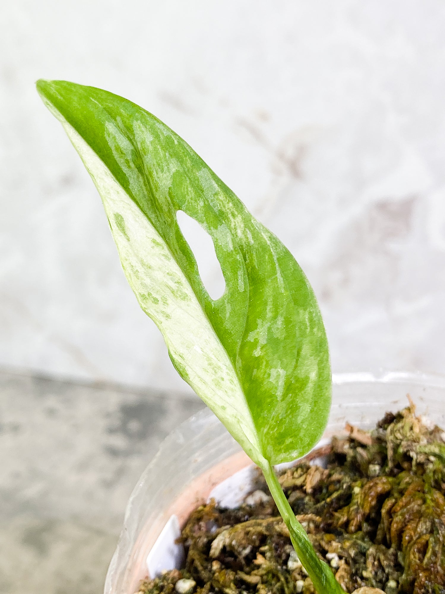 Monstera Adansonii Mint highly variegation 1 leaf 1sprout rooted