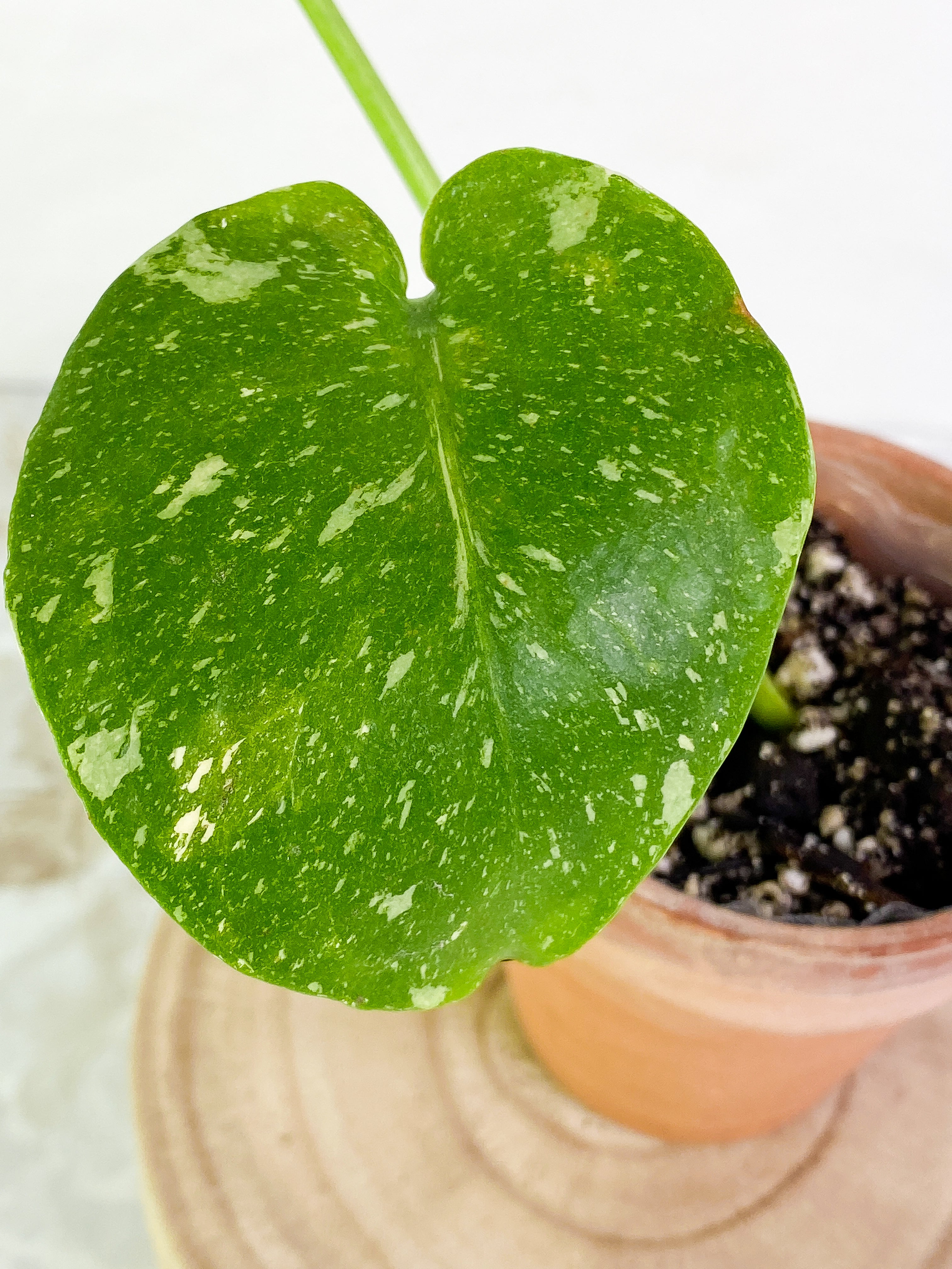 Monstera Thai 2 leaves rooted