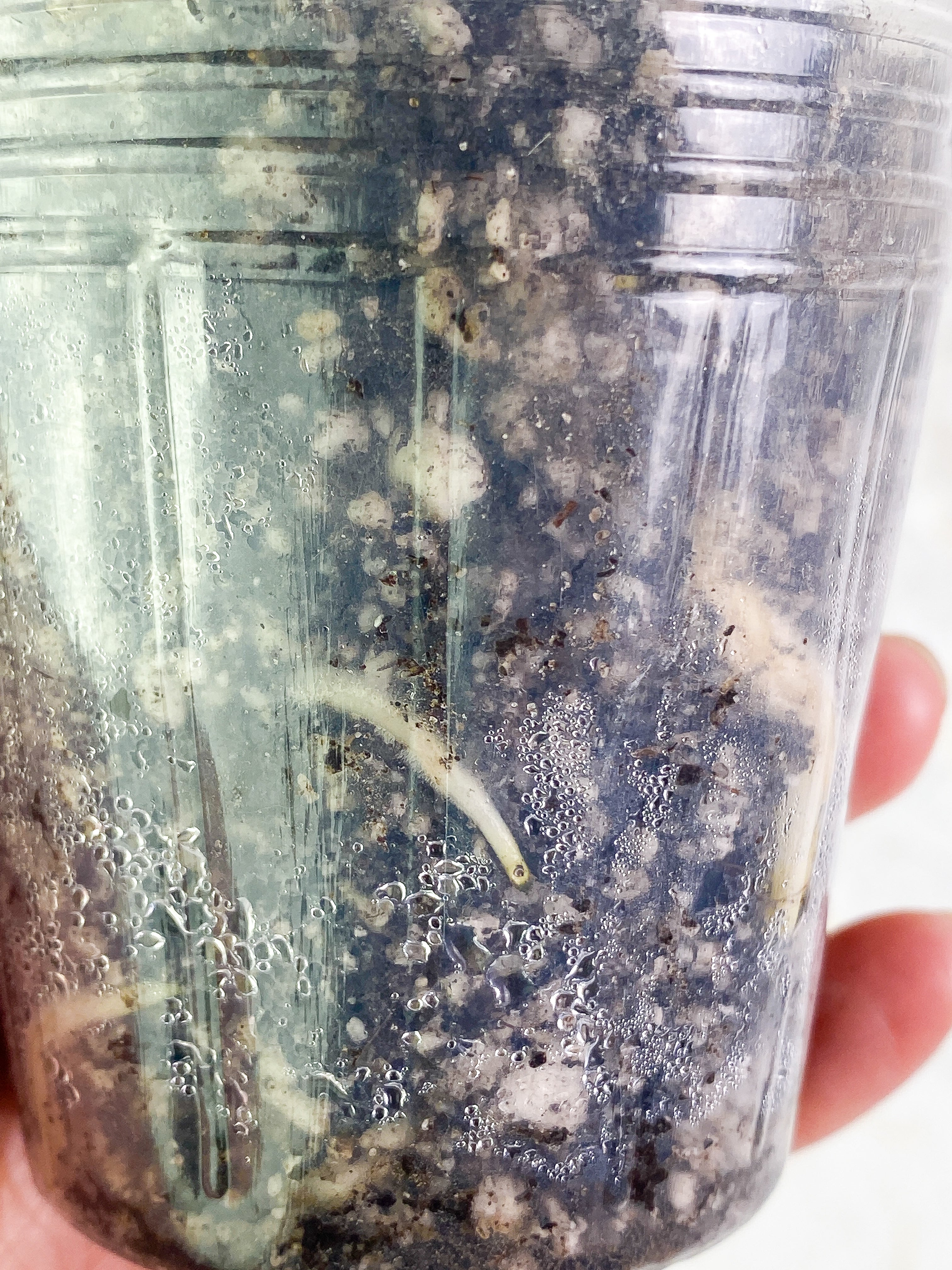 Monstera Thai 2 leaves rooted