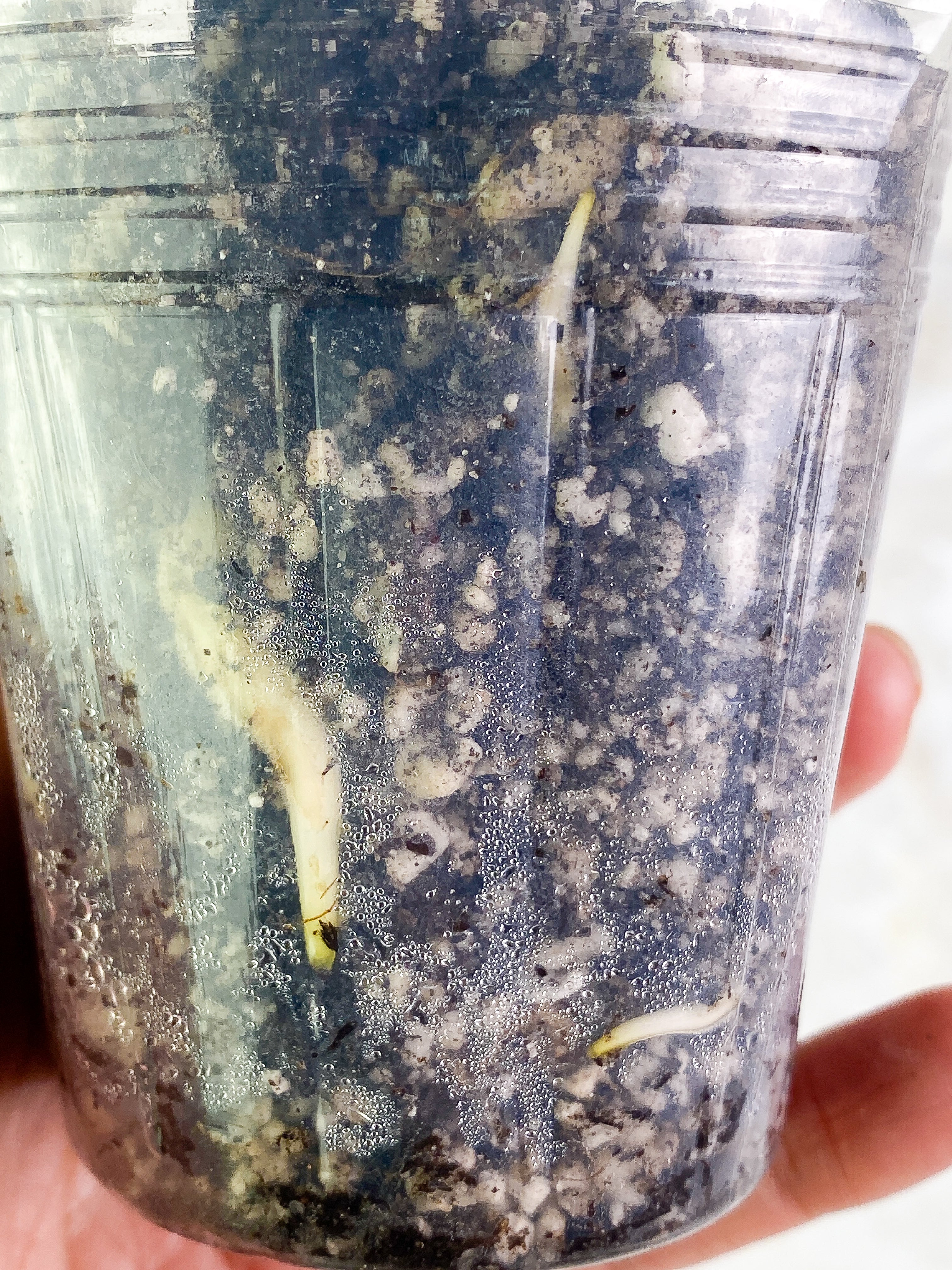 Monstera Thai 2 leaves rooted