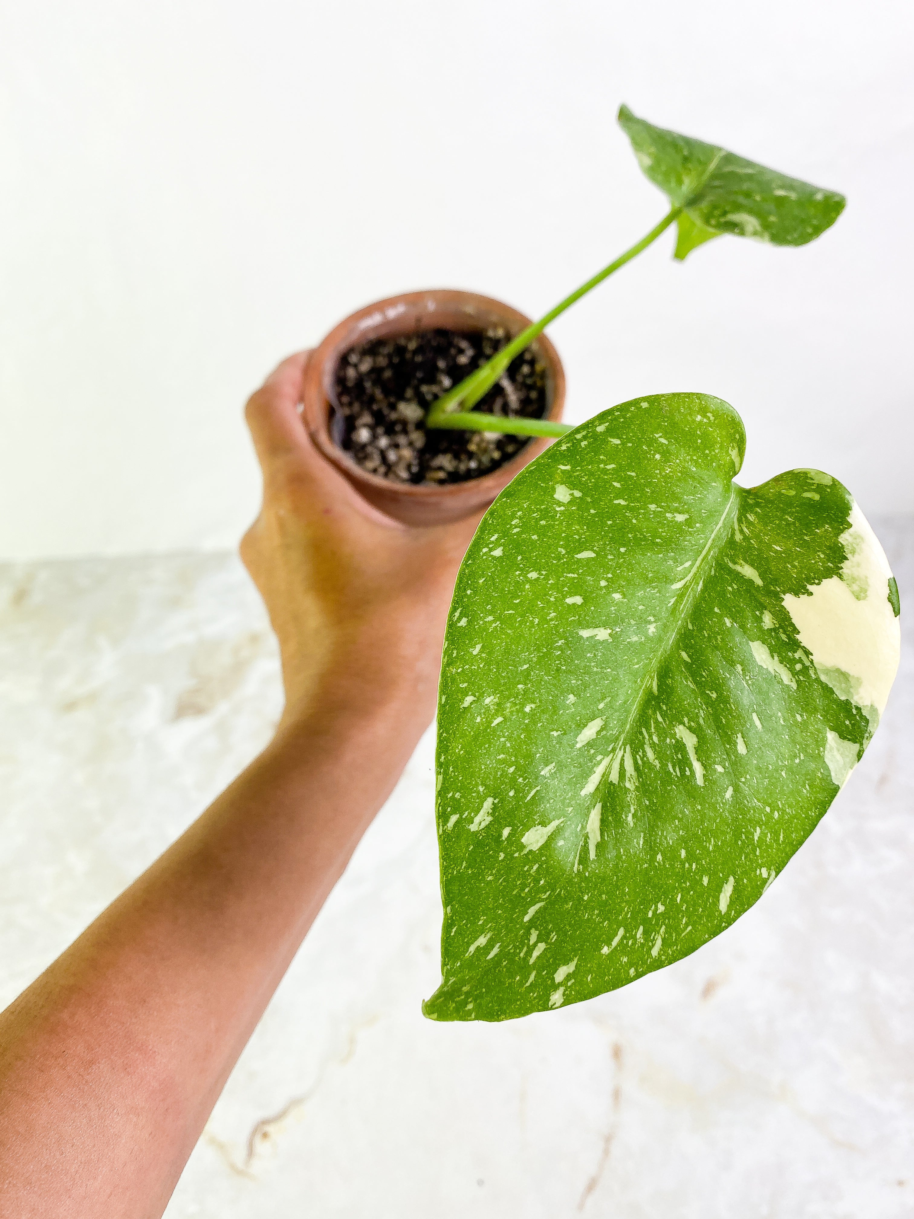 Monstera Thai 2 leaves rooted