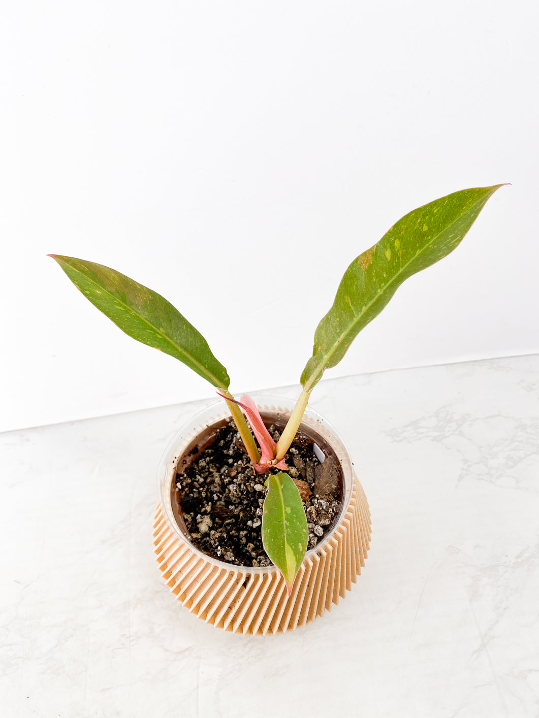 Philodendron Ring of Fire Rooted