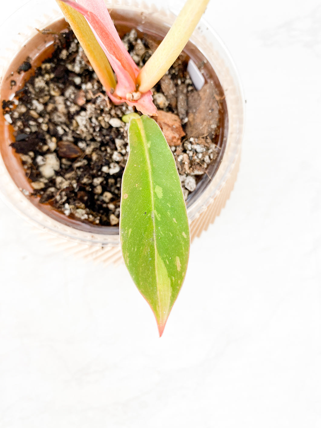 Philodendron Ring of Fire Rooted