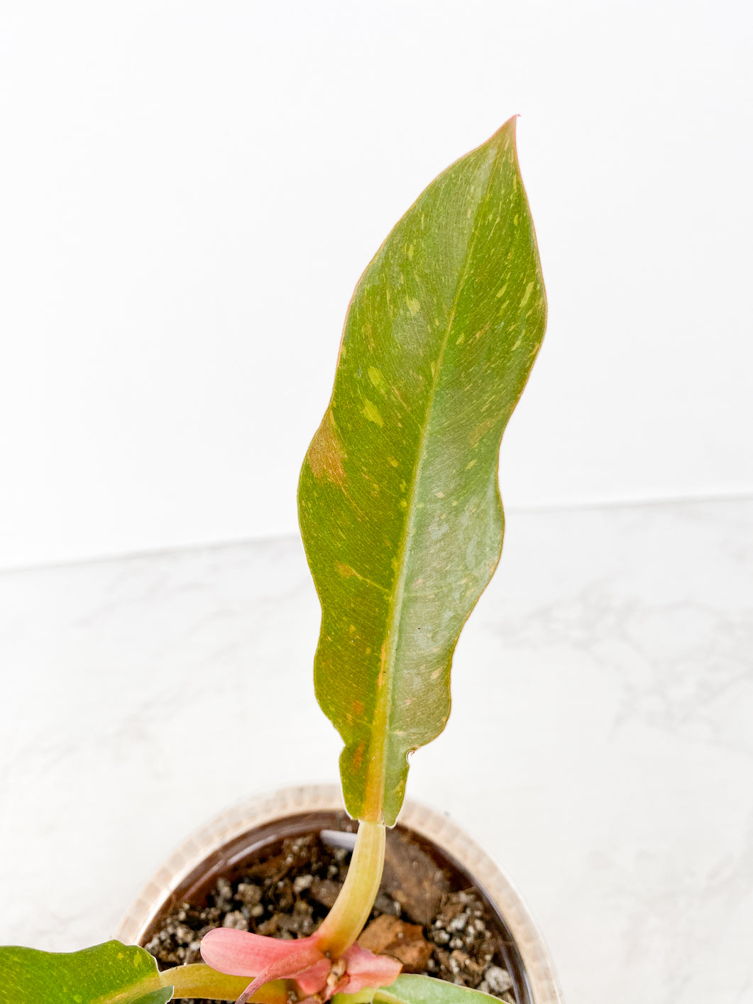Philodendron Ring of Fire Rooted