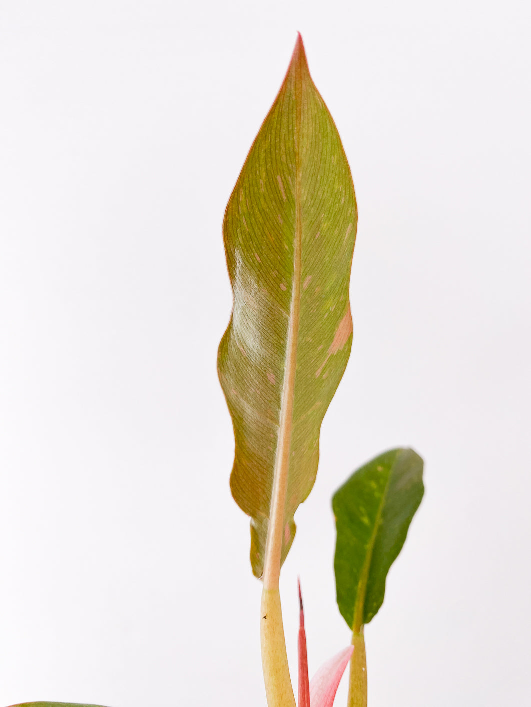Philodendron Ring of Fire Rooted