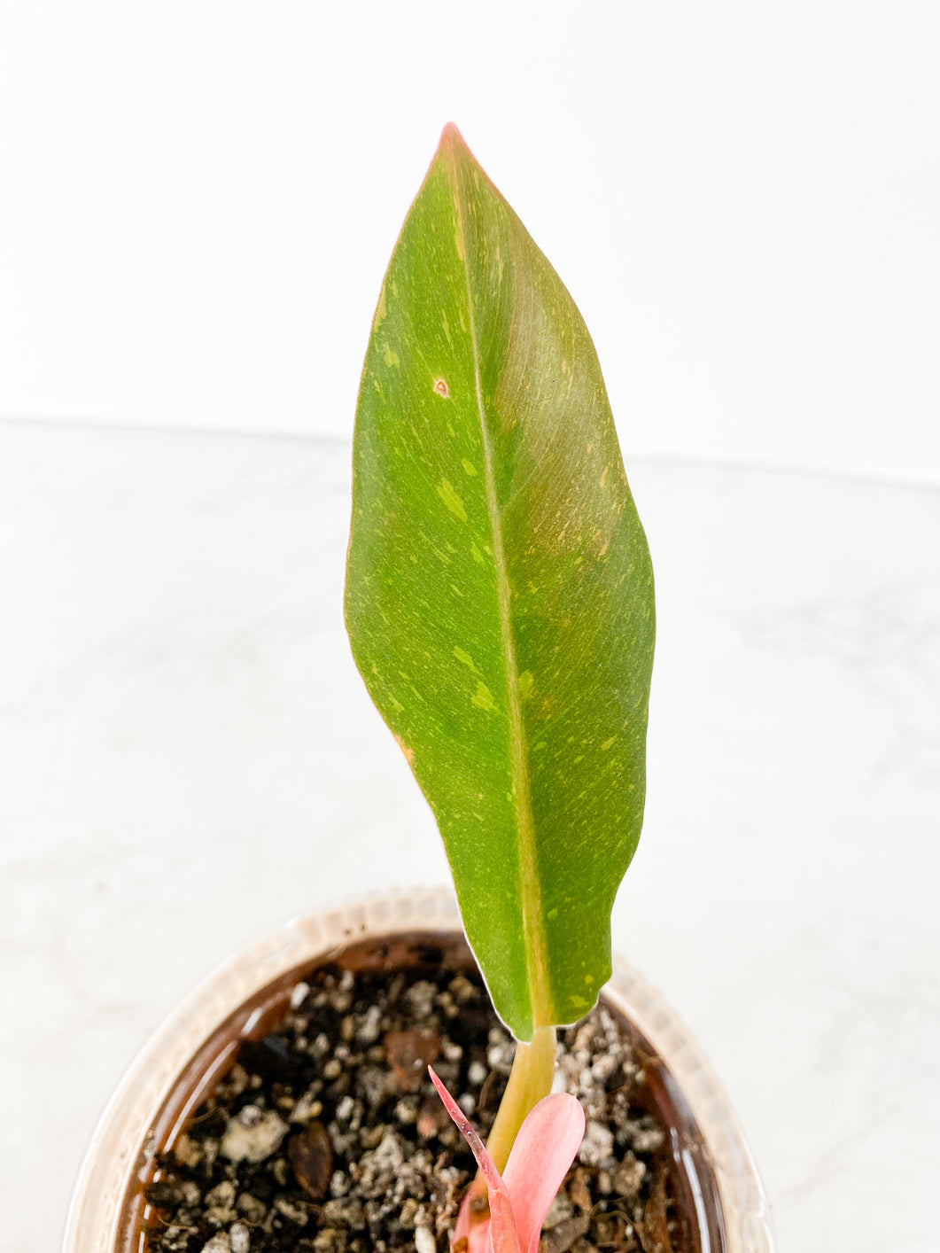 Philodendron Ring of Fire Rooted