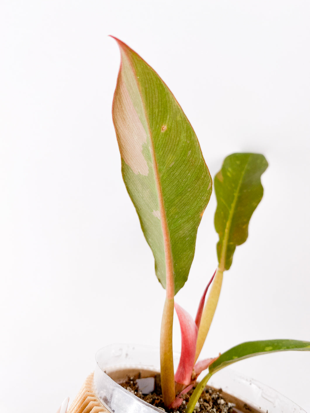 Philodendron Ring of Fire Rooted