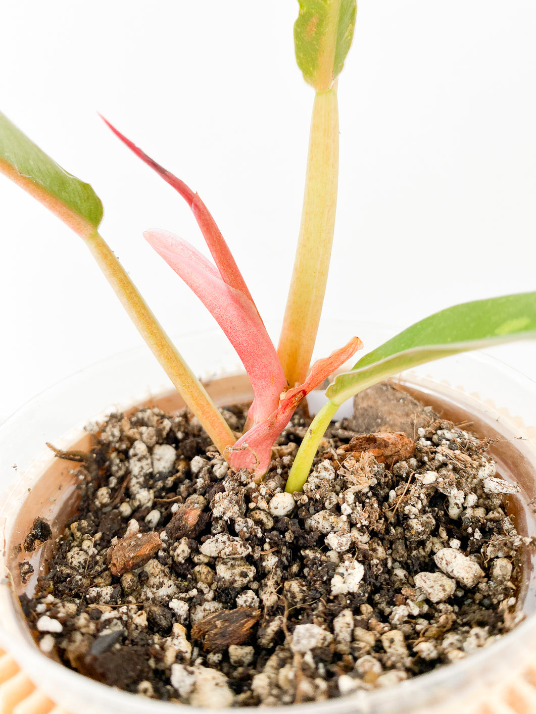 Philodendron Ring of Fire Rooted