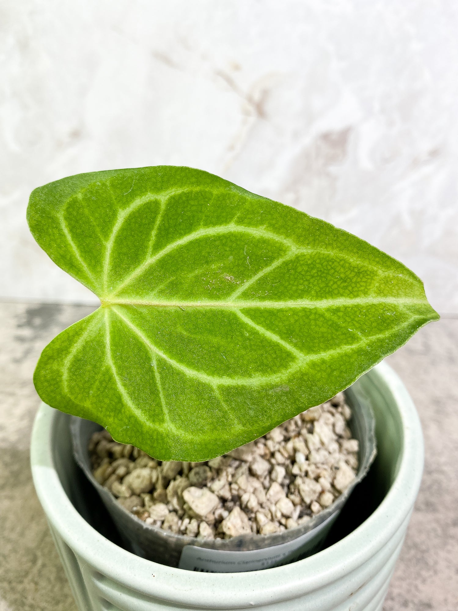 Anthurium Clarinervium x Pedatoradiatum 1 leaf Rooted