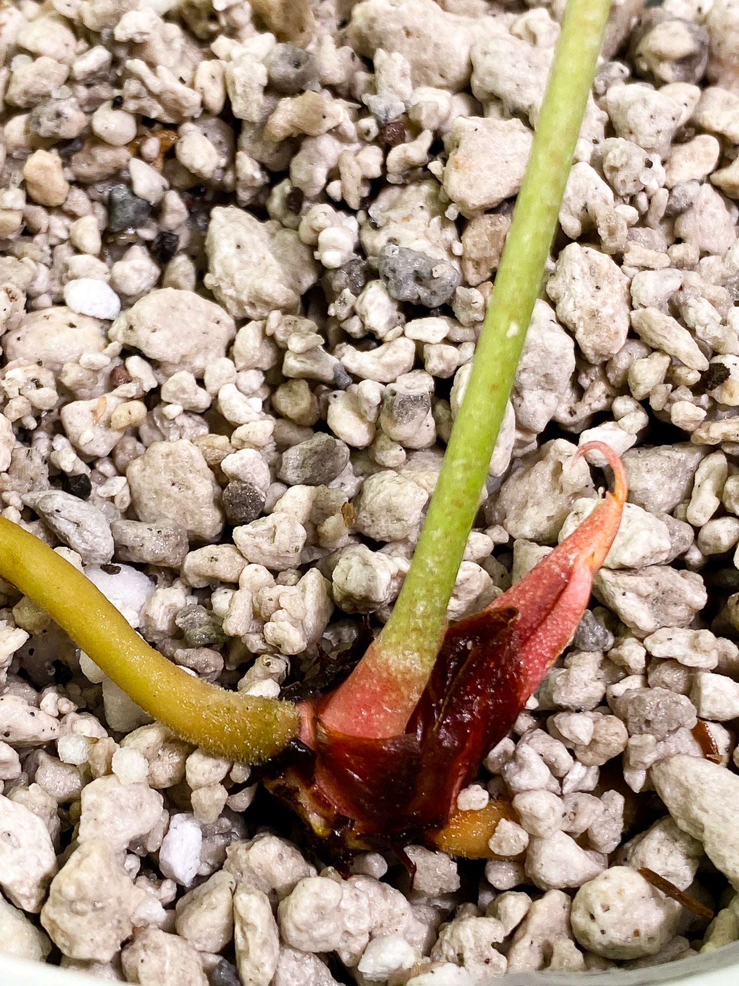 Anthurium Clarinervium x Pedatoradiatum 1 leaf Rooted