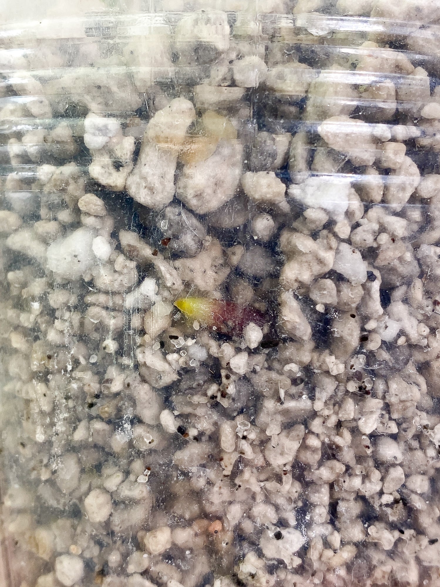 Anthurium Clarinervium x Pedatoradiatum 1 leaf Rooted