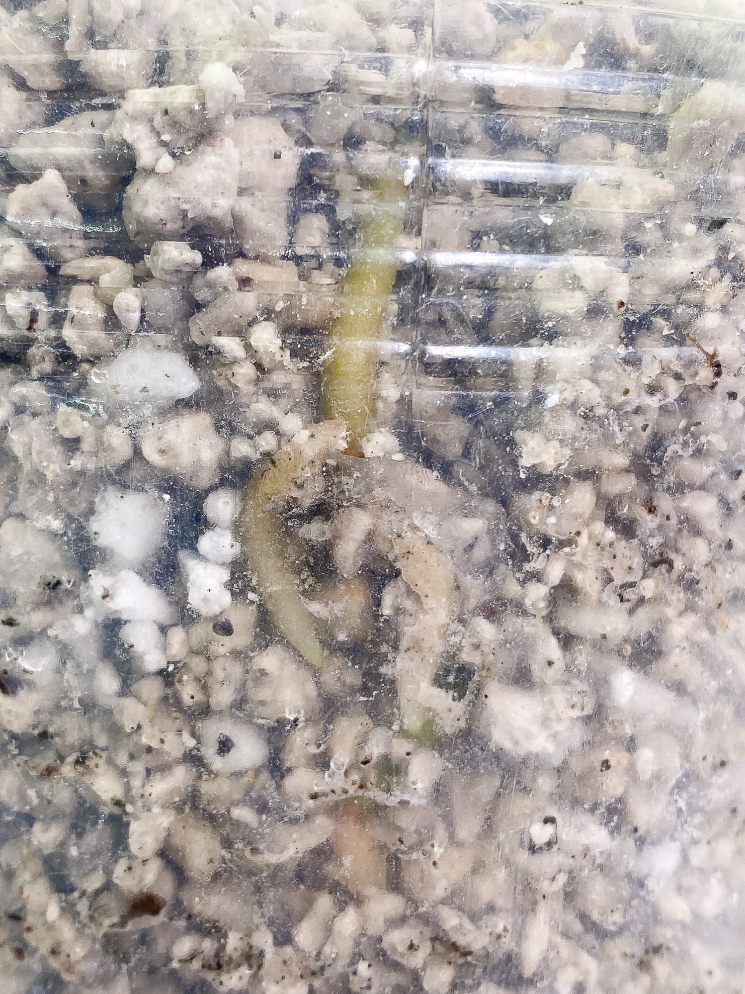 Anthurium Clarinervium x Pedatoradiatum 1 leaf Rooted