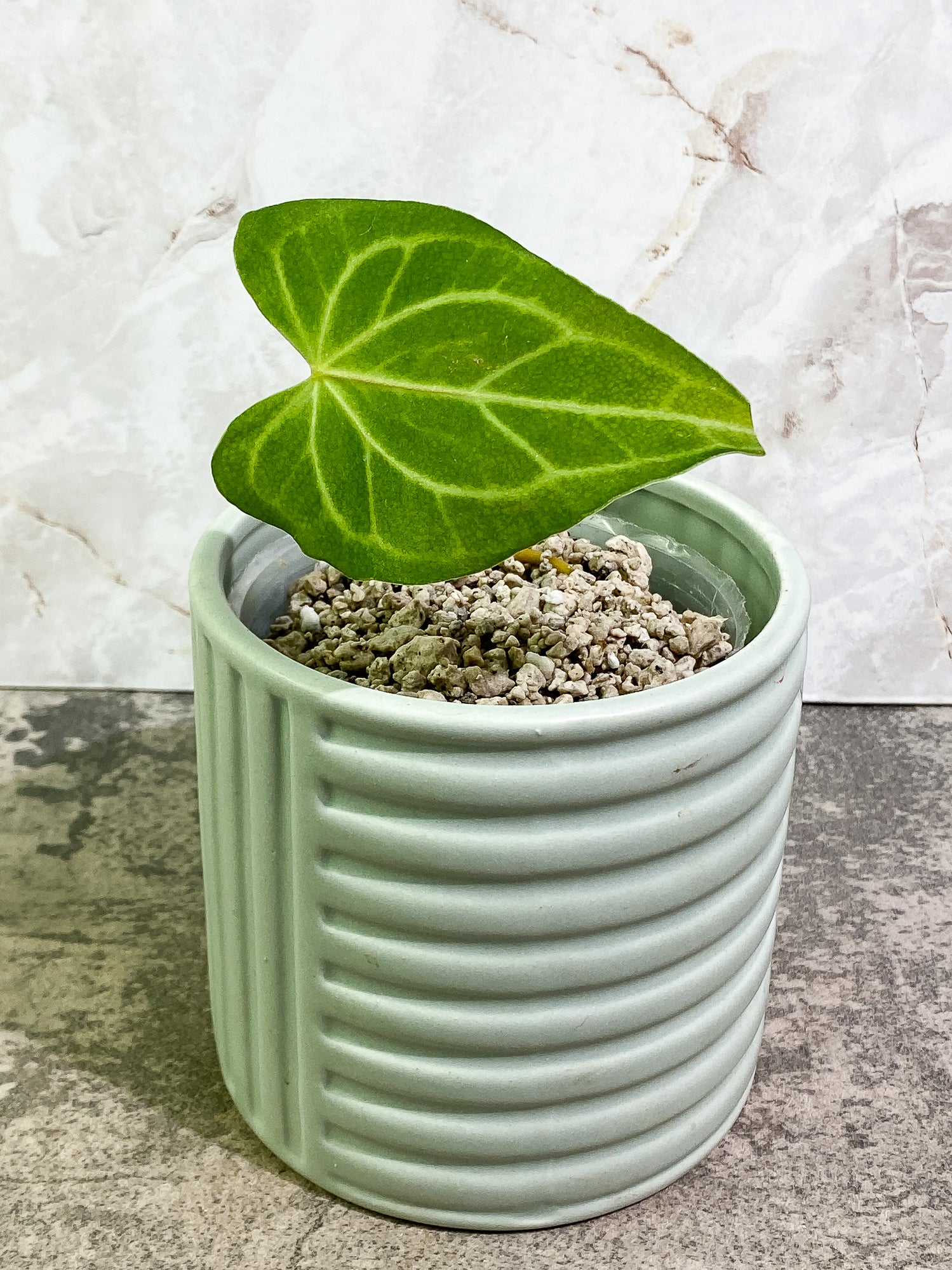 Anthurium Clarinervium x Pedatoradiatum 1 leaf Rooted