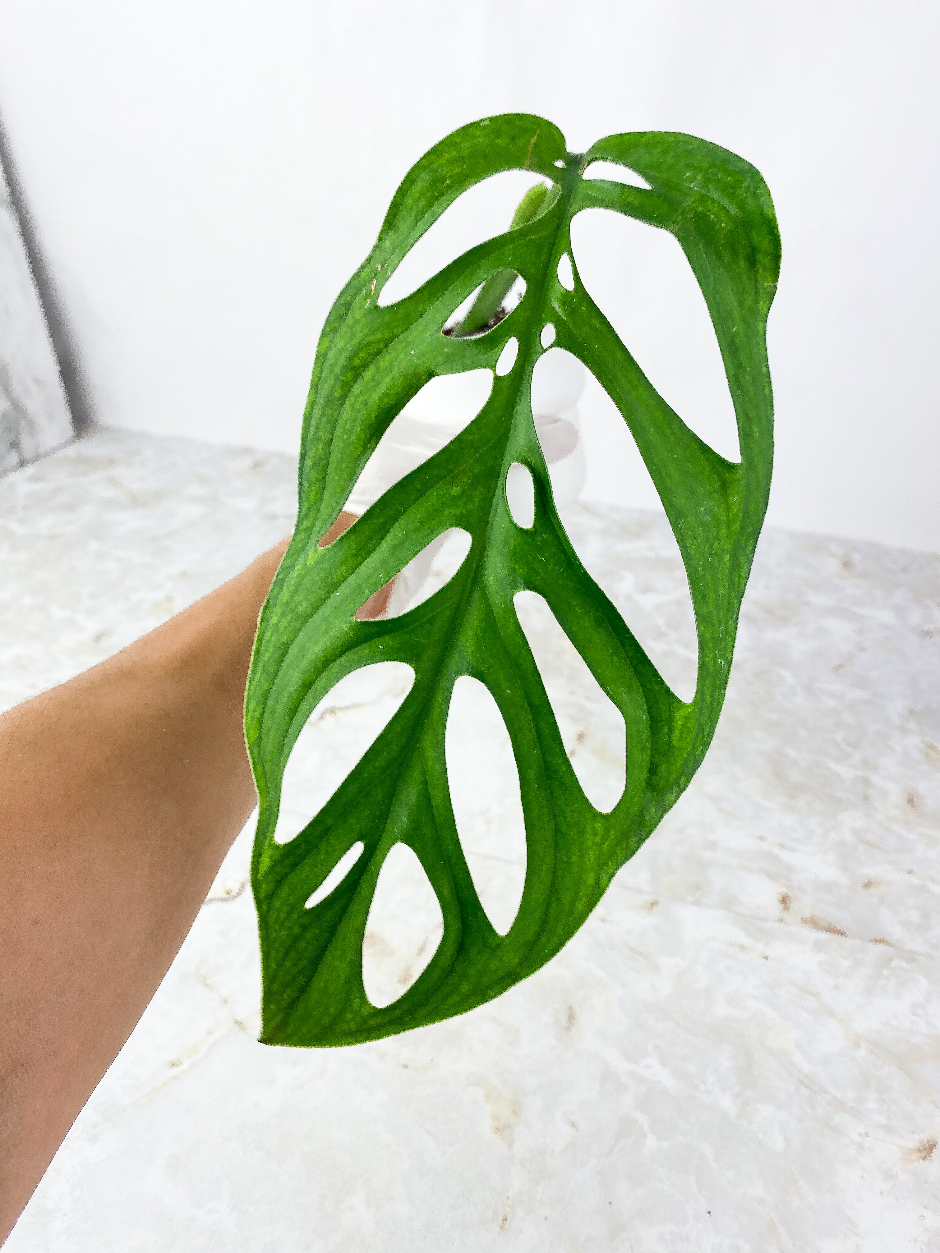 Monstera Esqueleto Rooted Cutting
