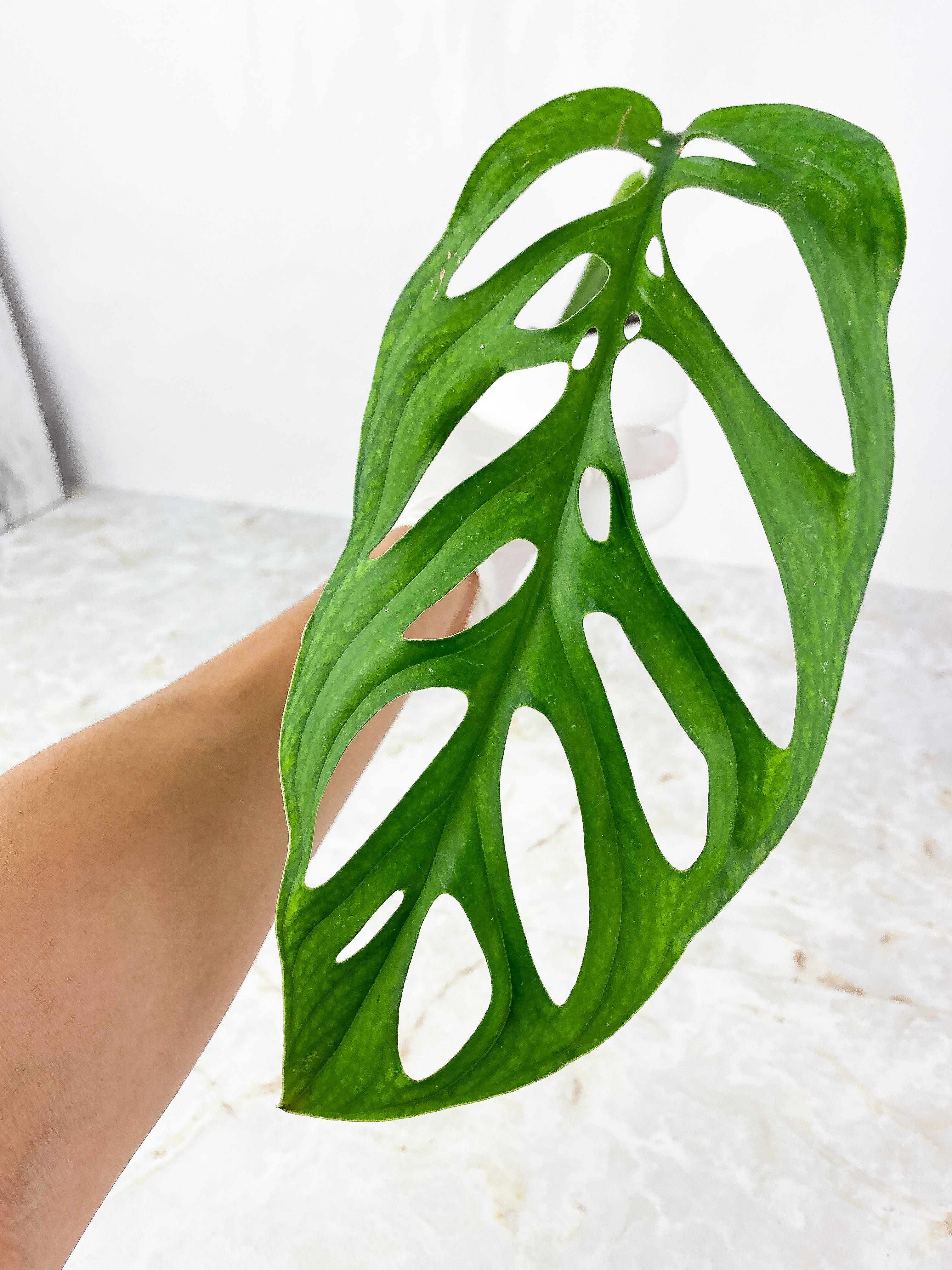 Monstera Esqueleto Rooted Cutting