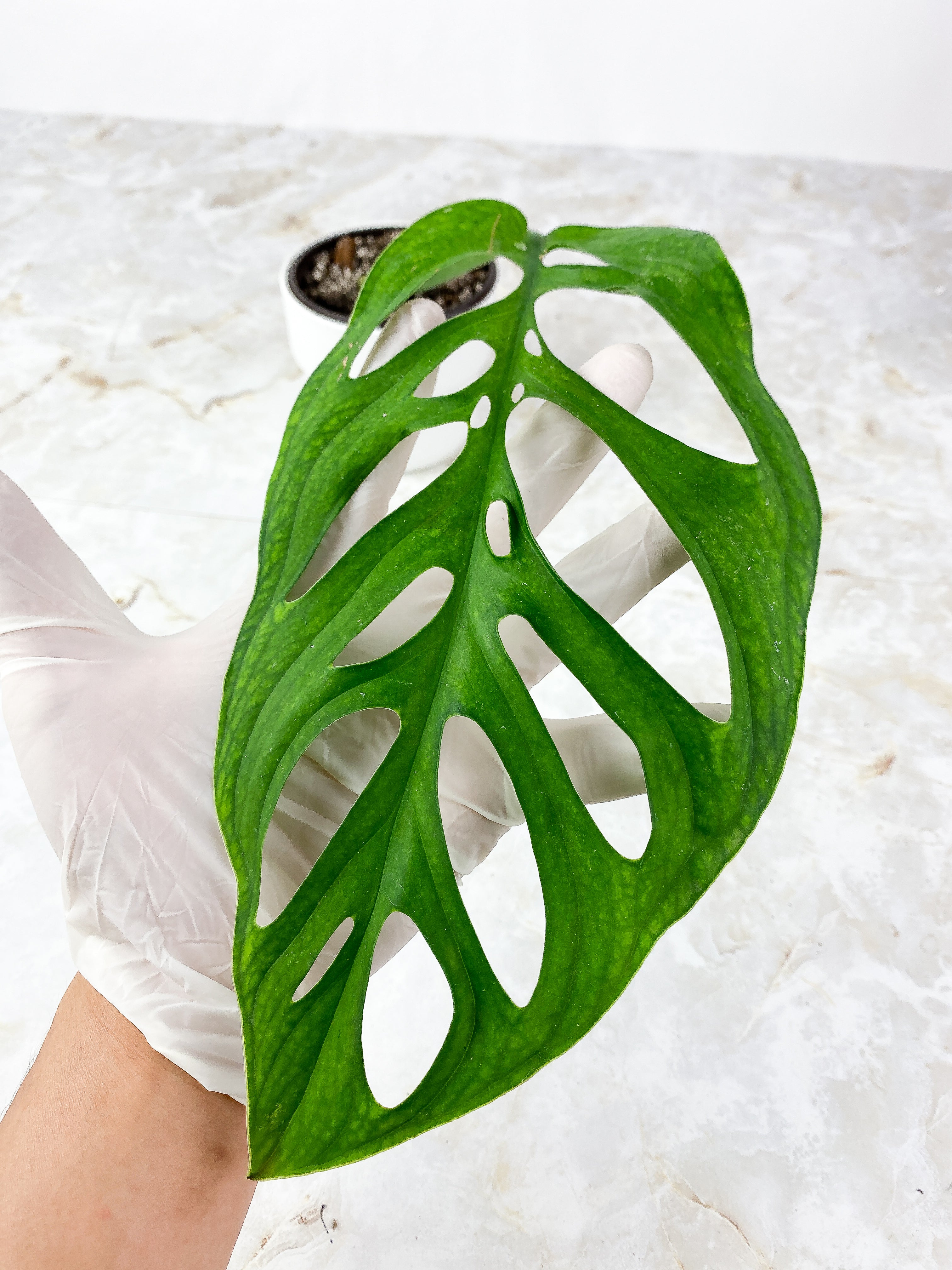 Monstera Esqueleto Rooted Cutting