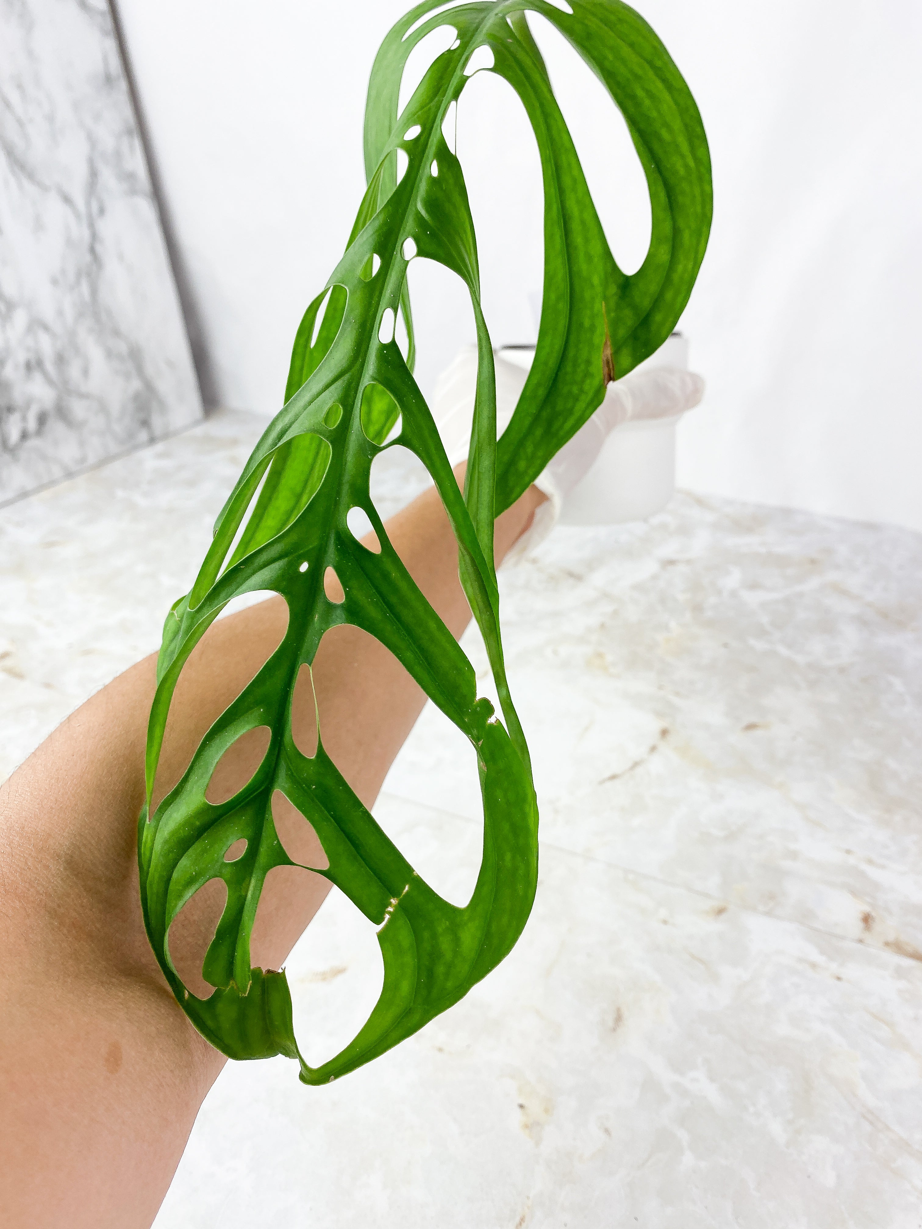 Monstera Esqueleto Rooted Top Cutting XL 1 leaf and 1 sprout