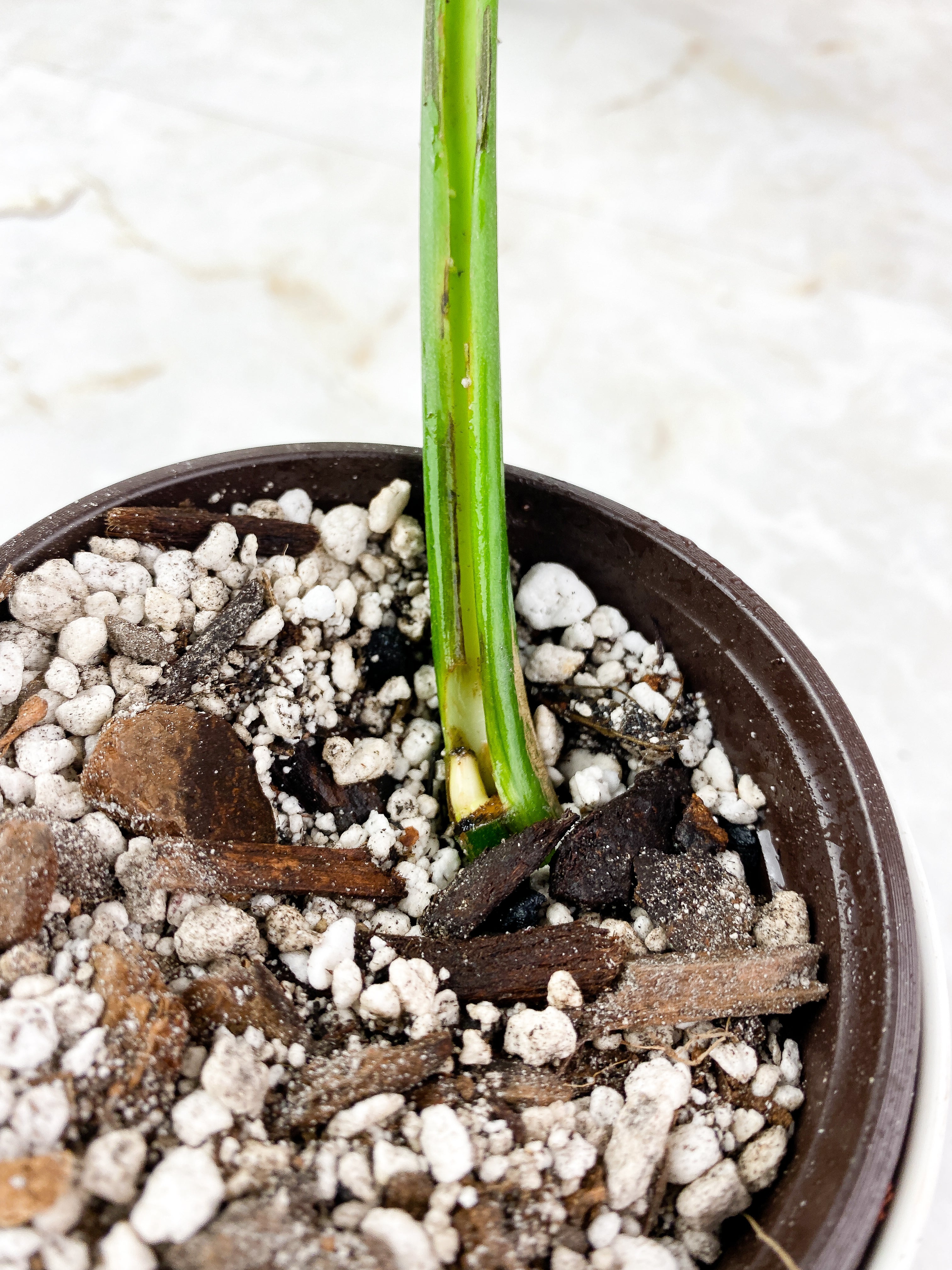Monstera Esqueleto Rooted Top Cutting XL 1 leaf and 1 sprout