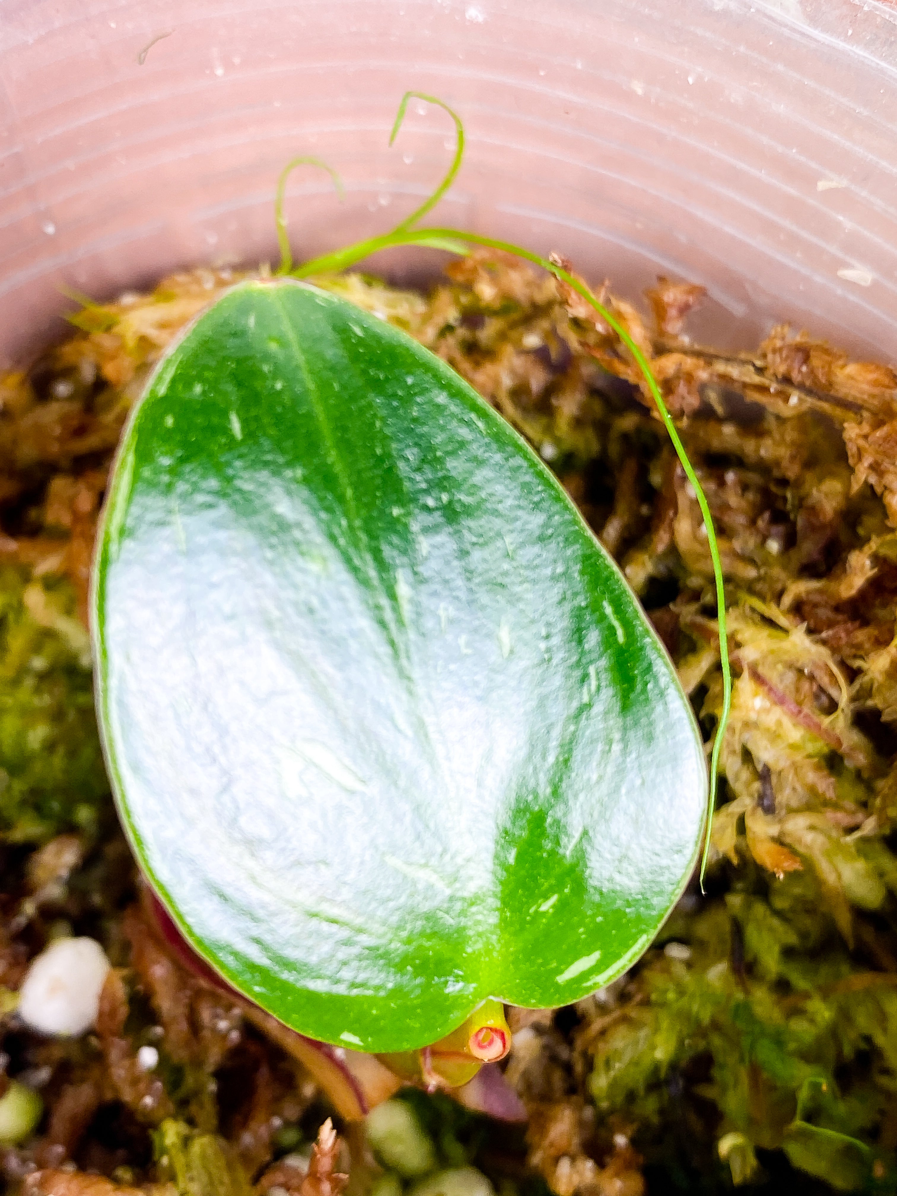 Philodendron white princess 1 leaf slightly rooted