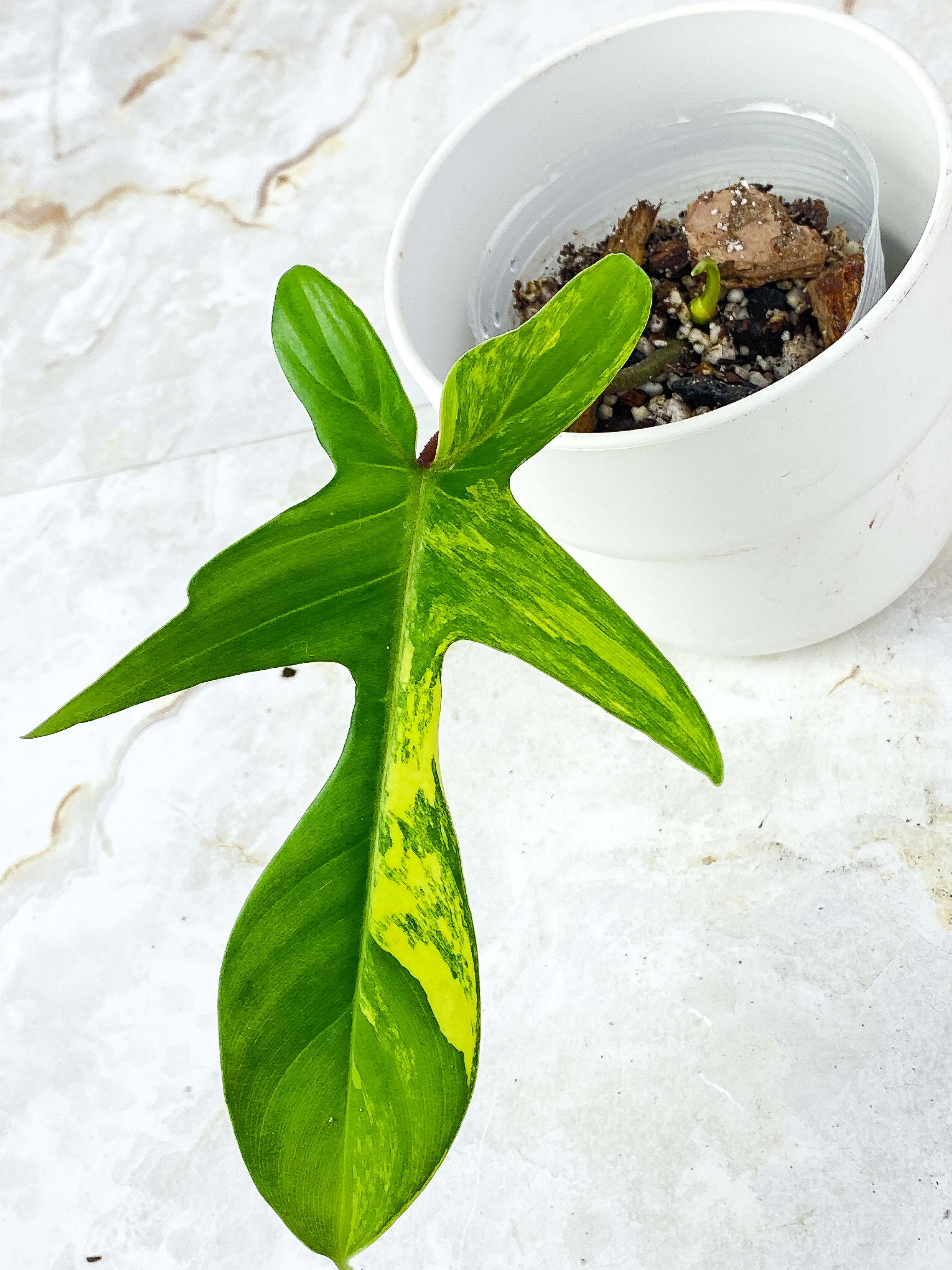 Philodendron Florida Beauty Rooted 1 leaf 1 spout