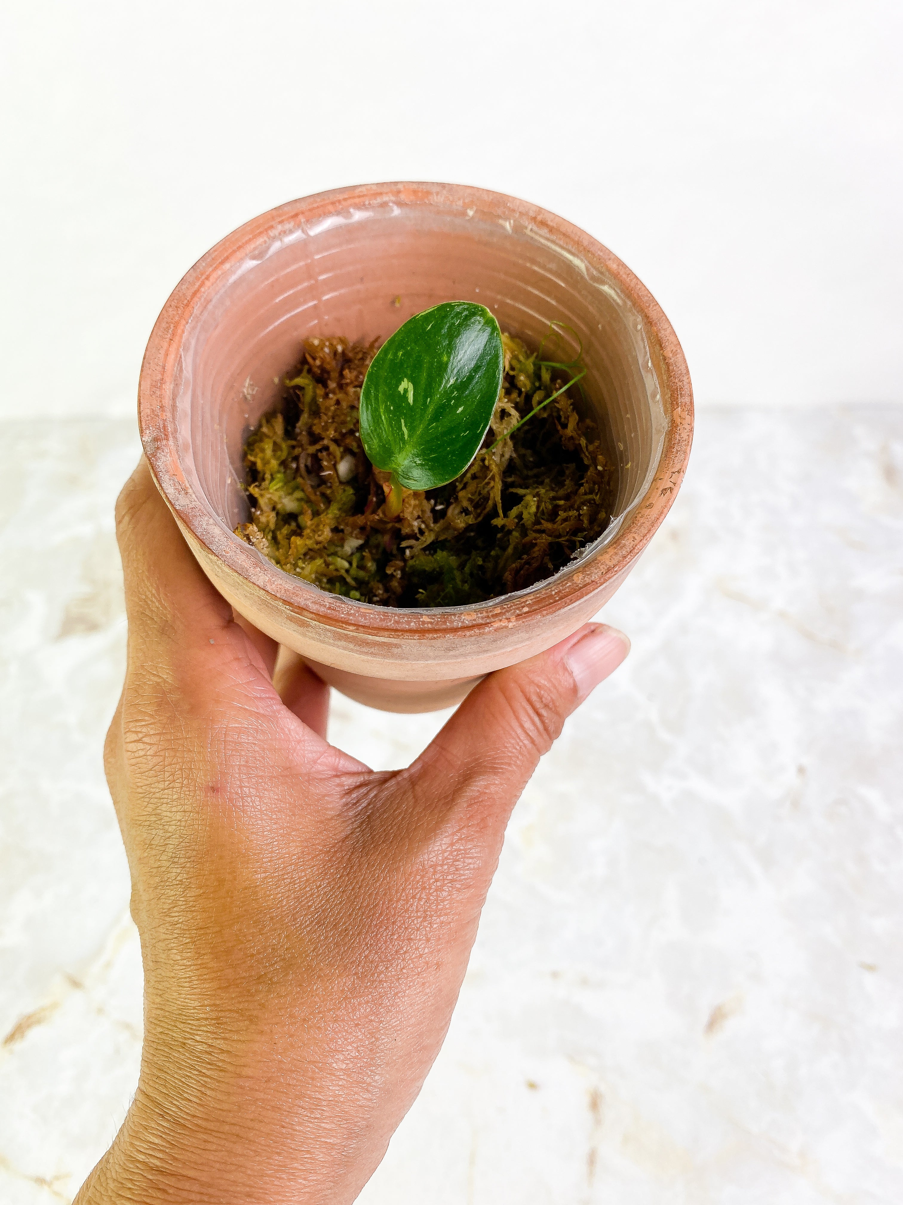 Philodendron white princess 1 leaf slightly rooted