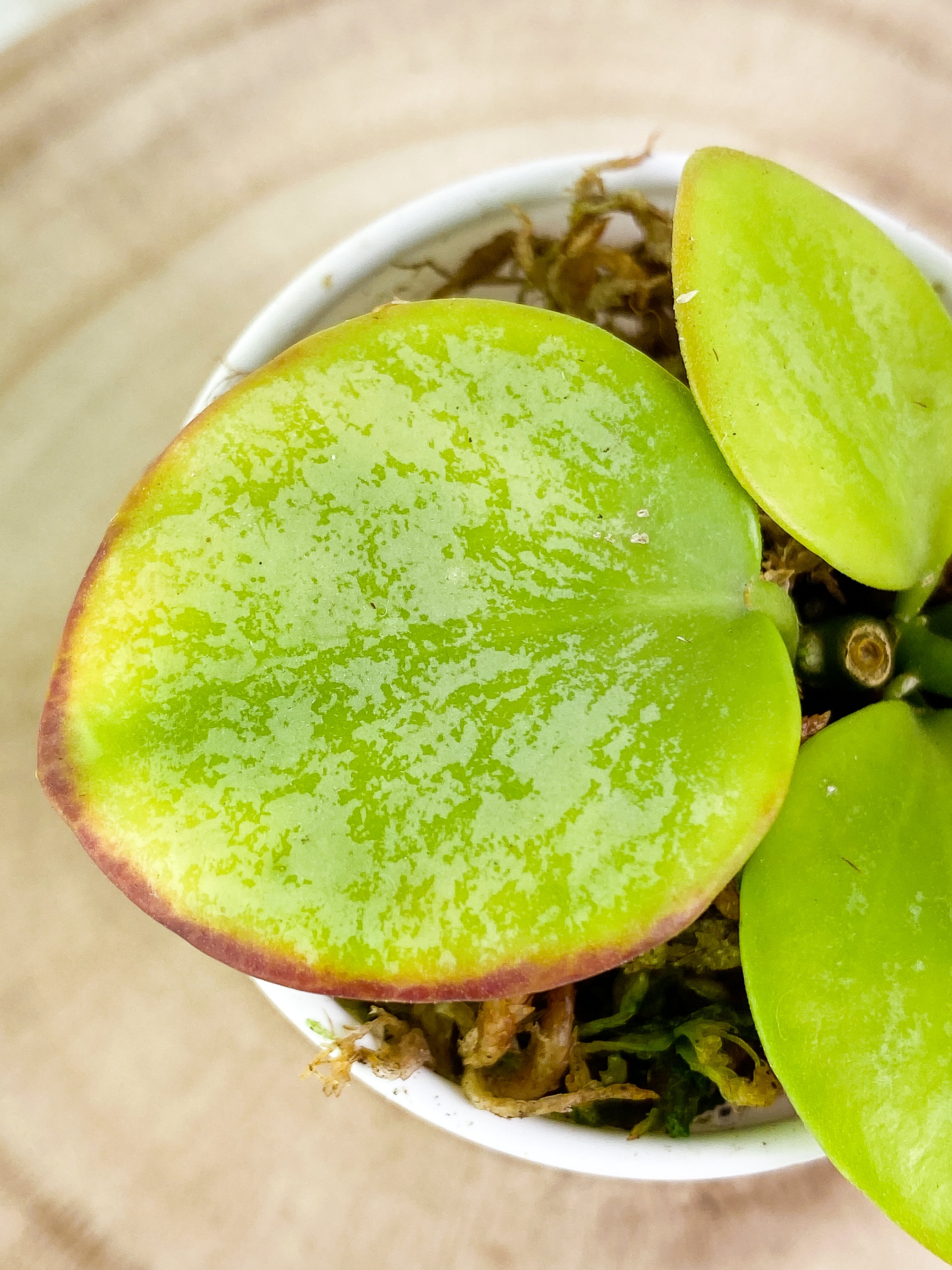 Hoya biakensis splash 4 leaves rooted
