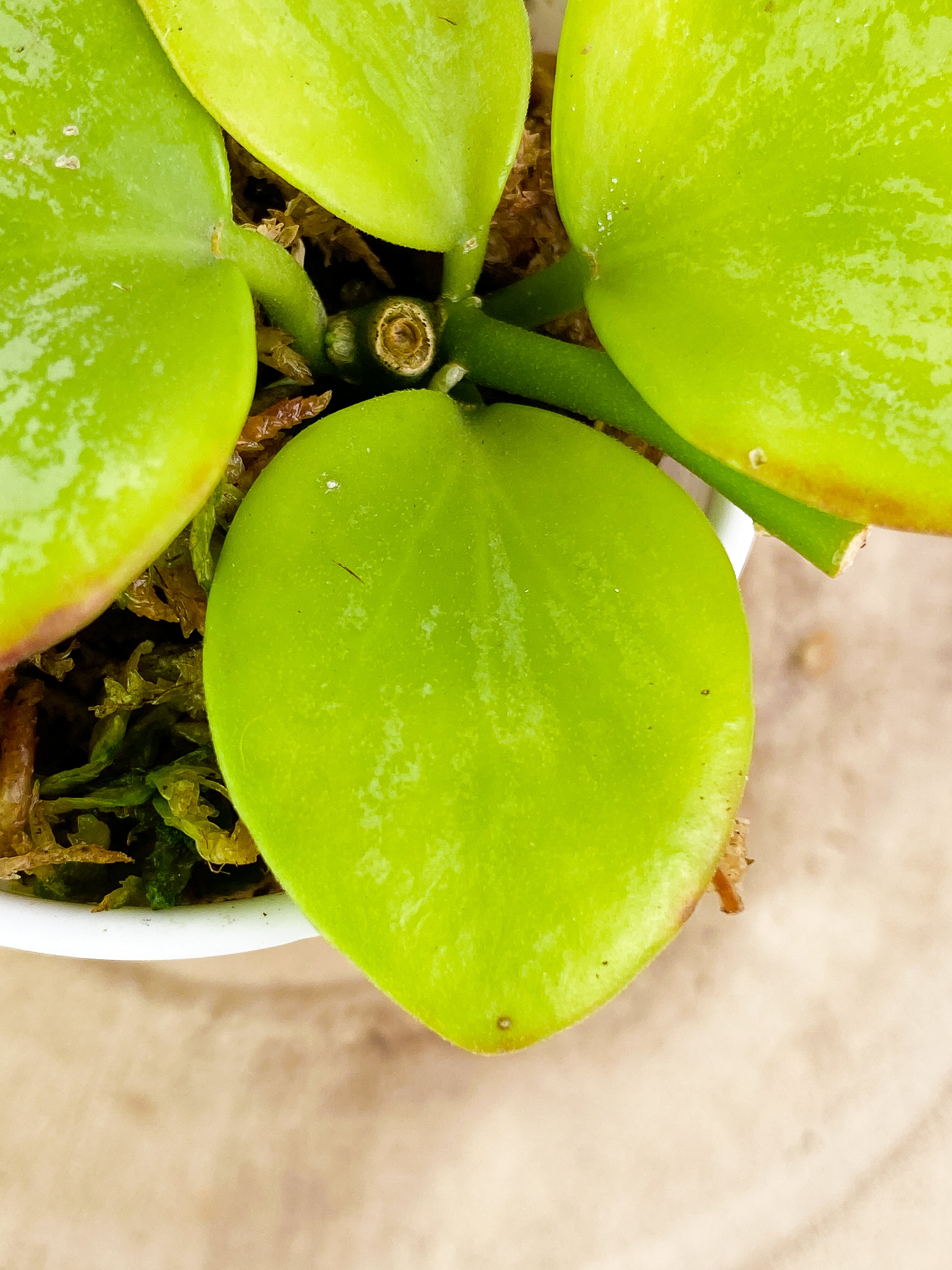 Hoya biakensis splash 4 leaves rooted