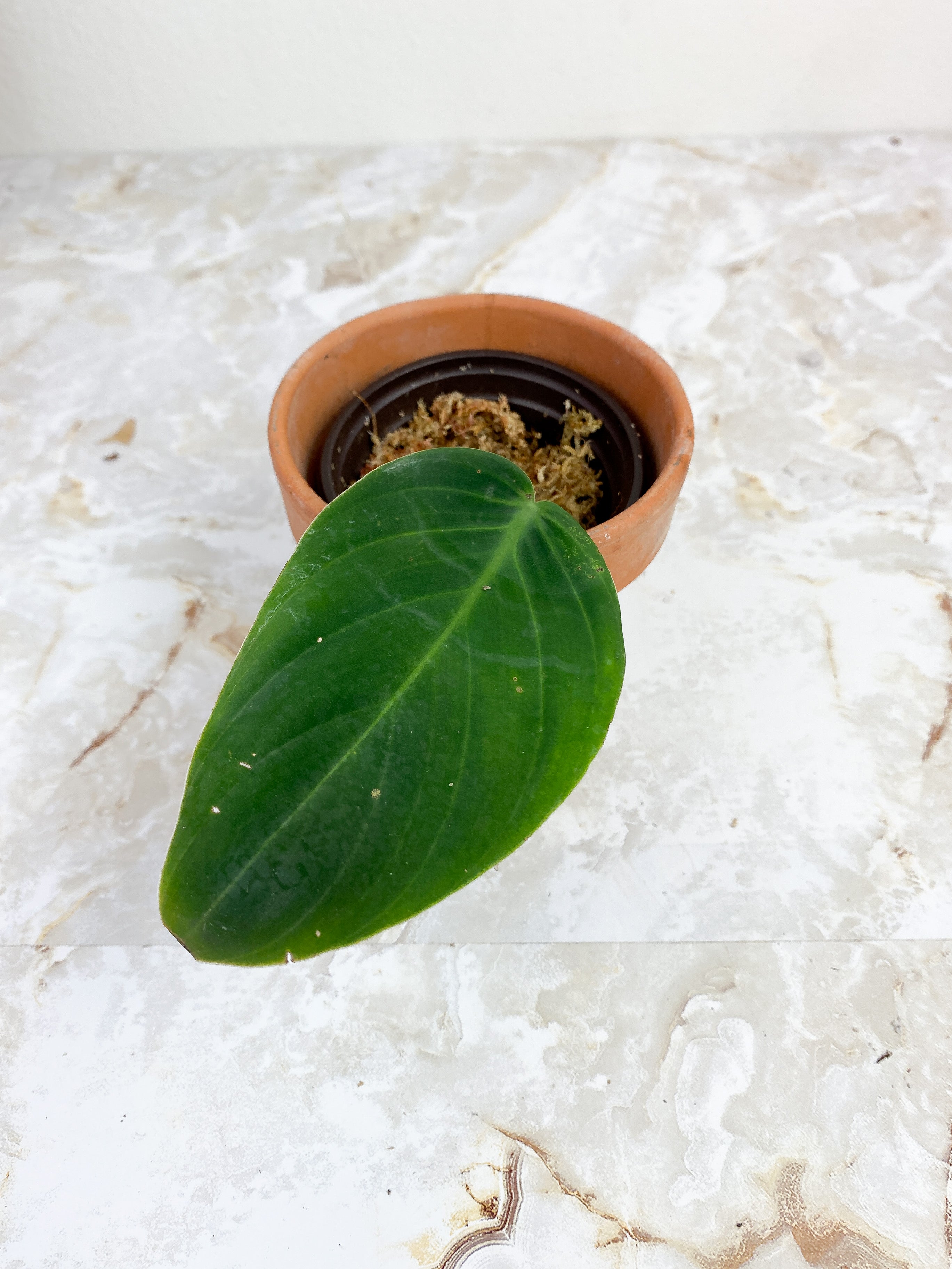 Philodendron Gigas rooting in moss 1 leaf cutting