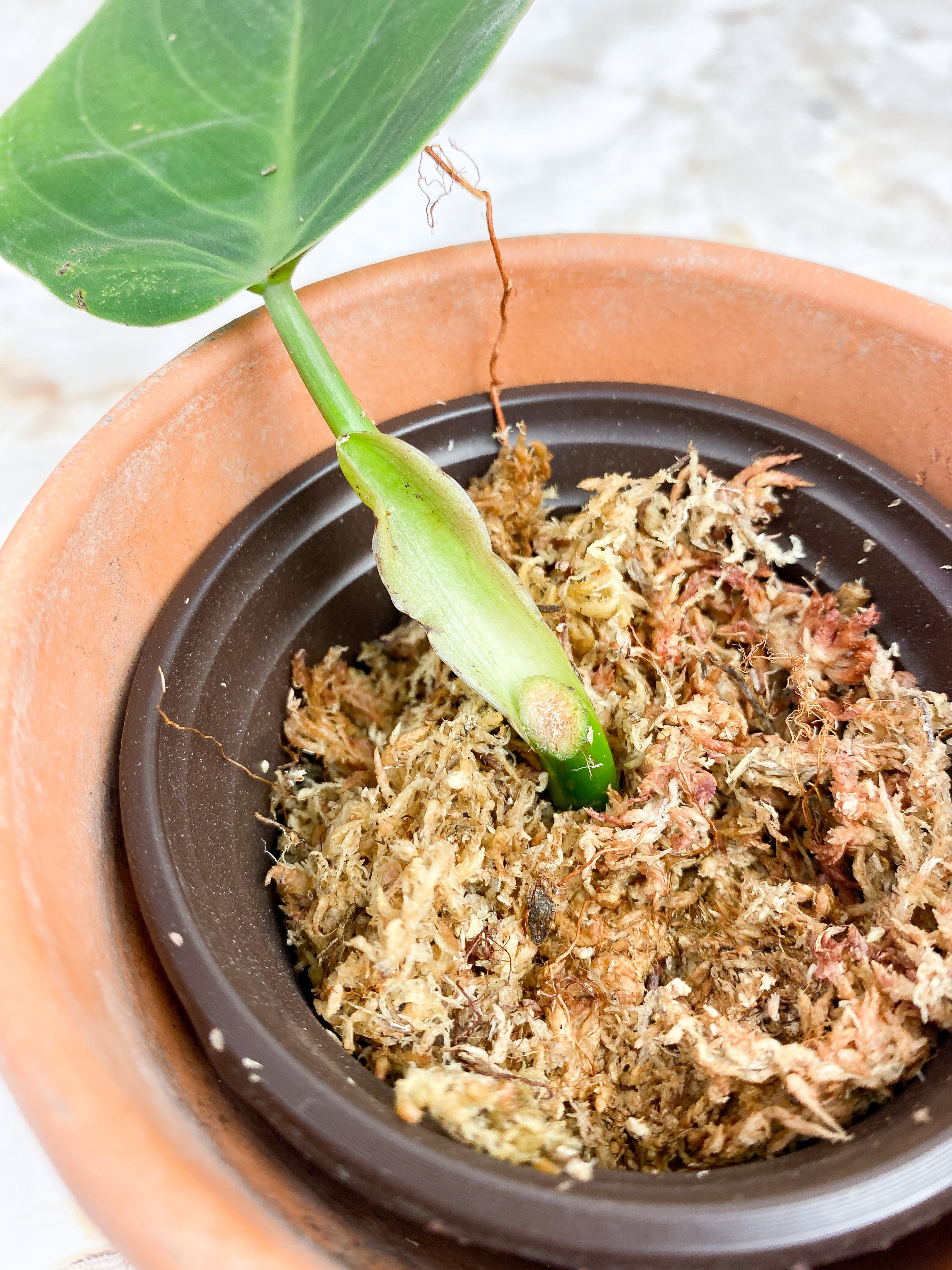 Philodendron Gigas rooting in moss 1 leaf cutting