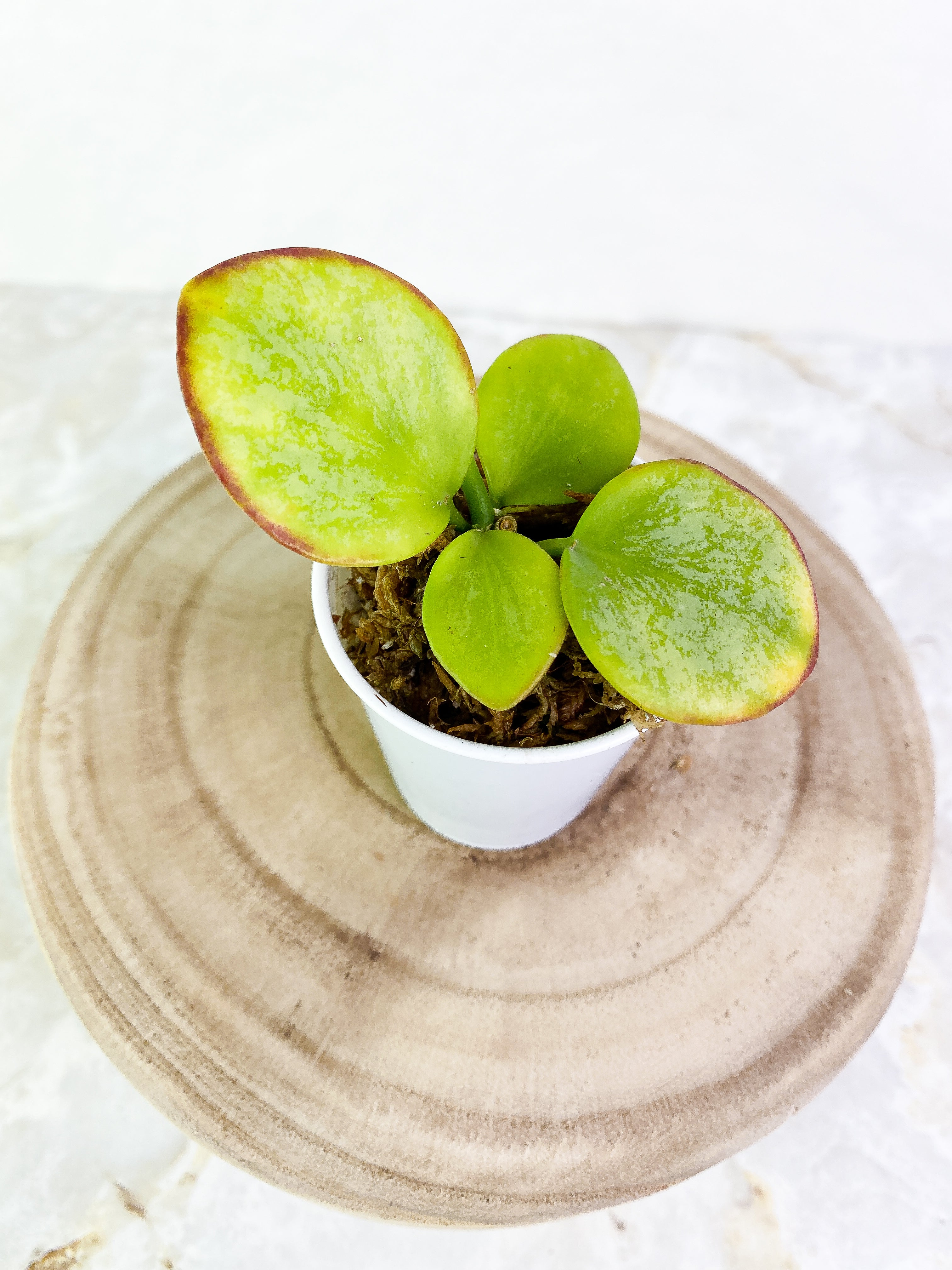 Hoya biakensis splash 4 leaves rooted