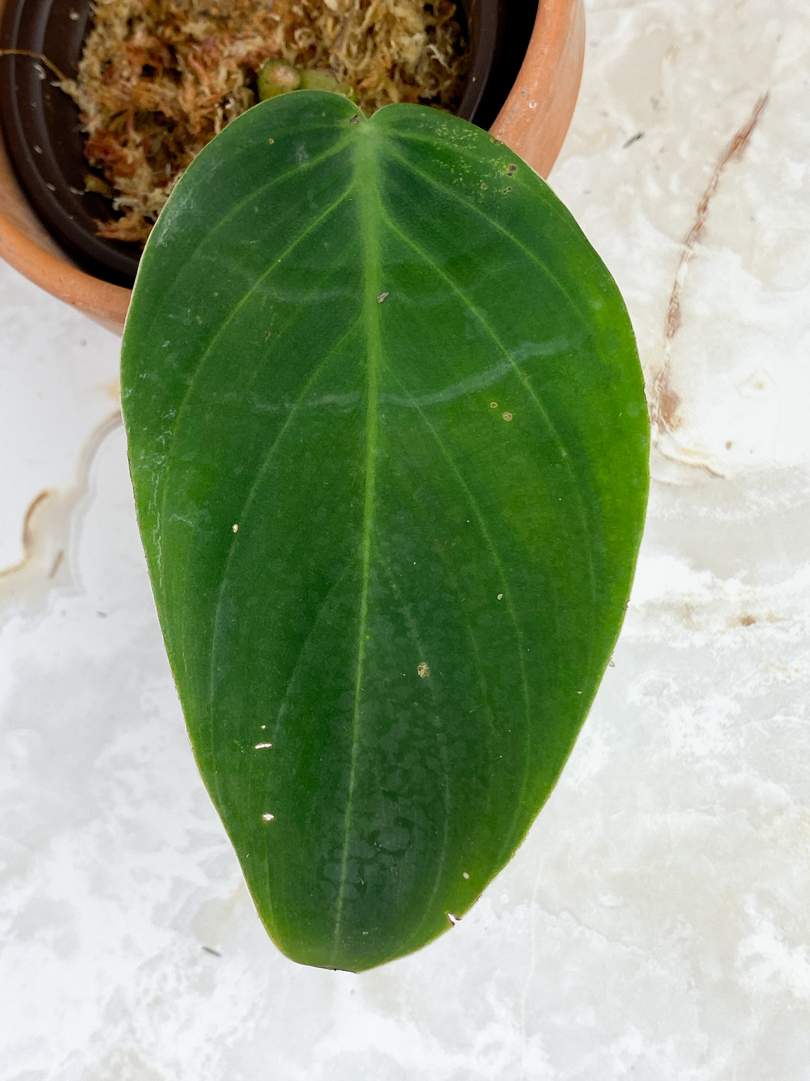 Philodendron Gigas rooting in moss 1 leaf cutting