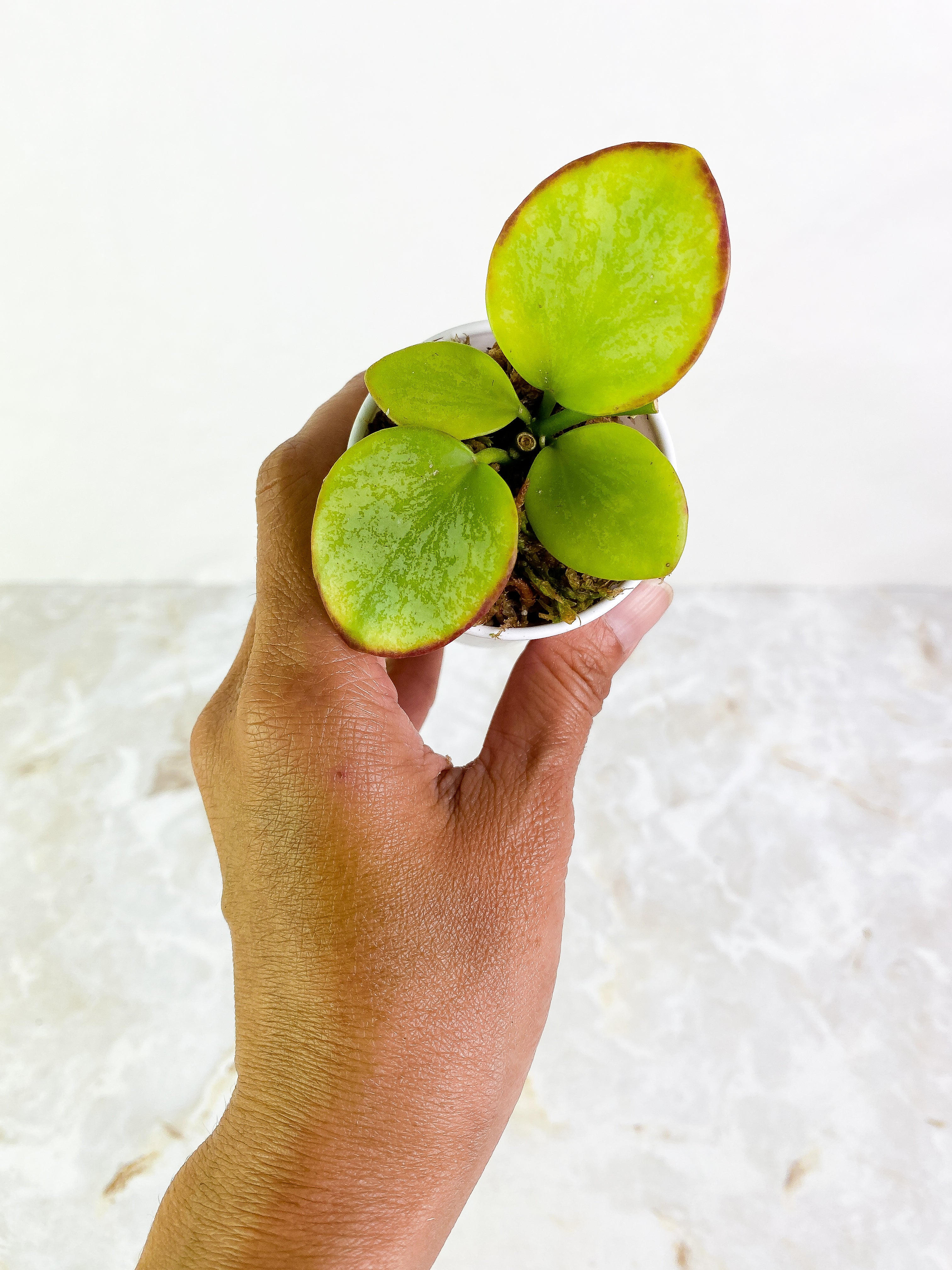 Hoya biakensis splash 4 leaves rooted