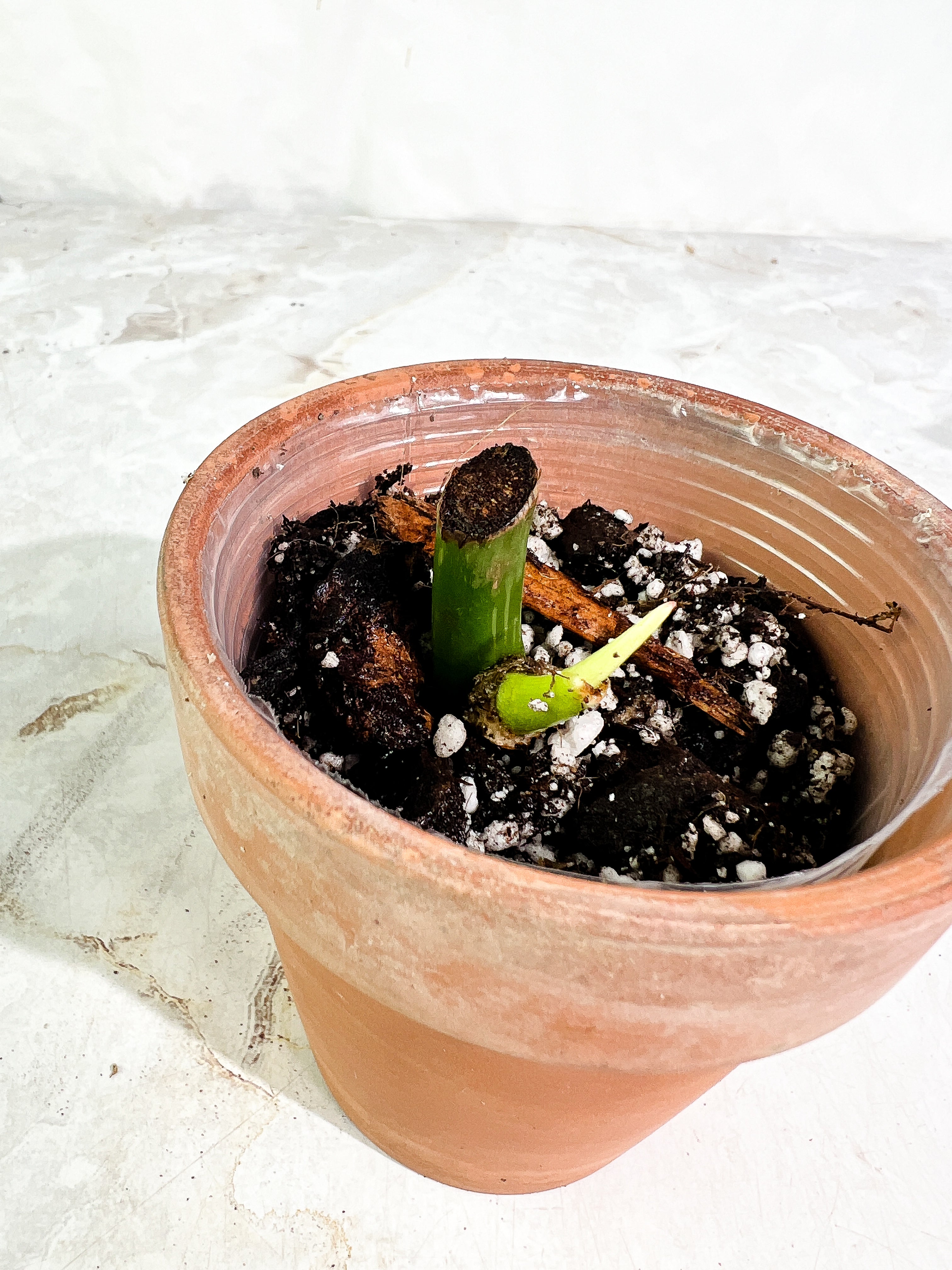 Philodendron glorious Rooted sprout