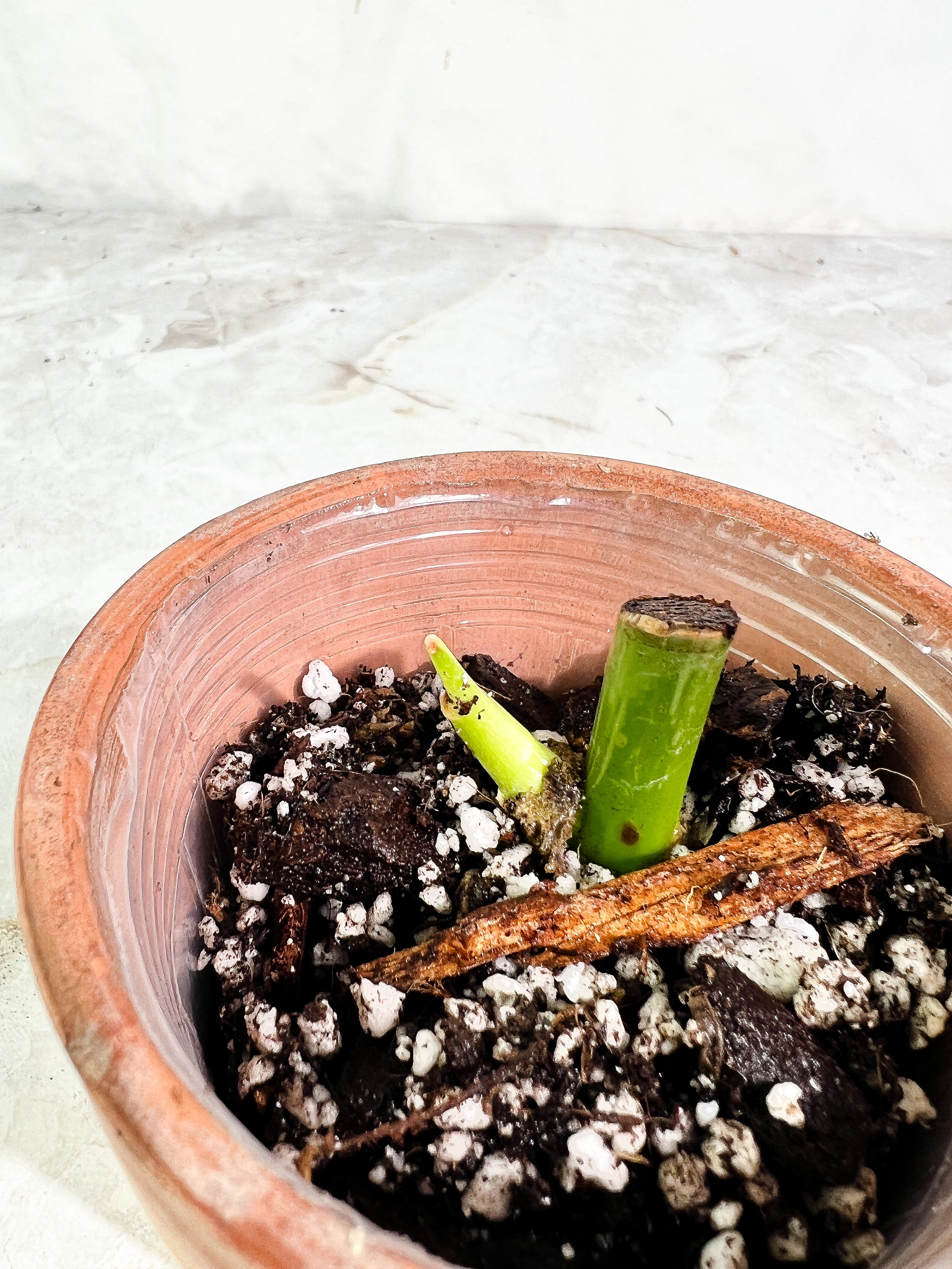 Philodendron glorious Rooted sprout