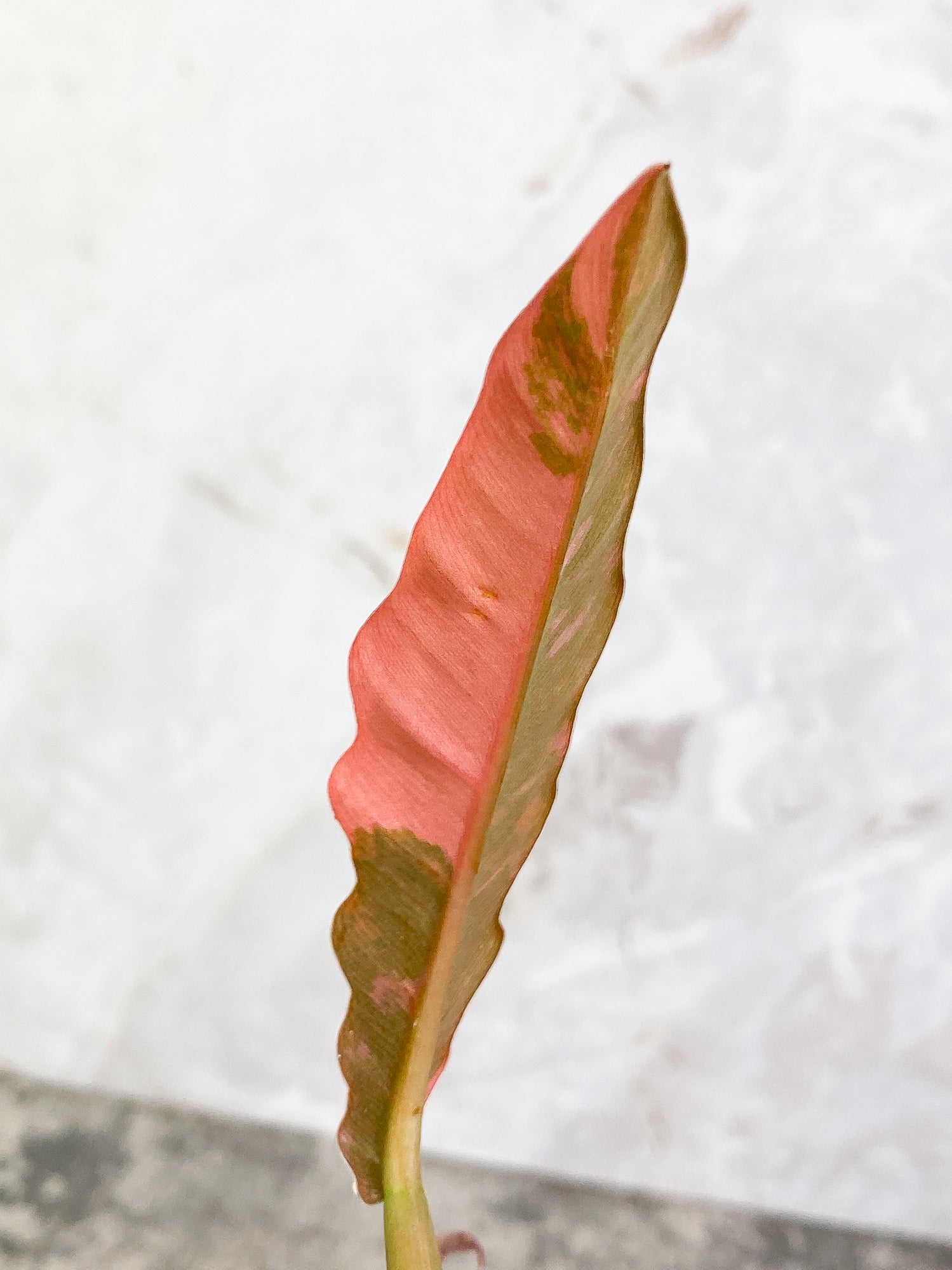 Philodendron Ring of Fire 1 leaf 1 sprout top cutting slightly rooted