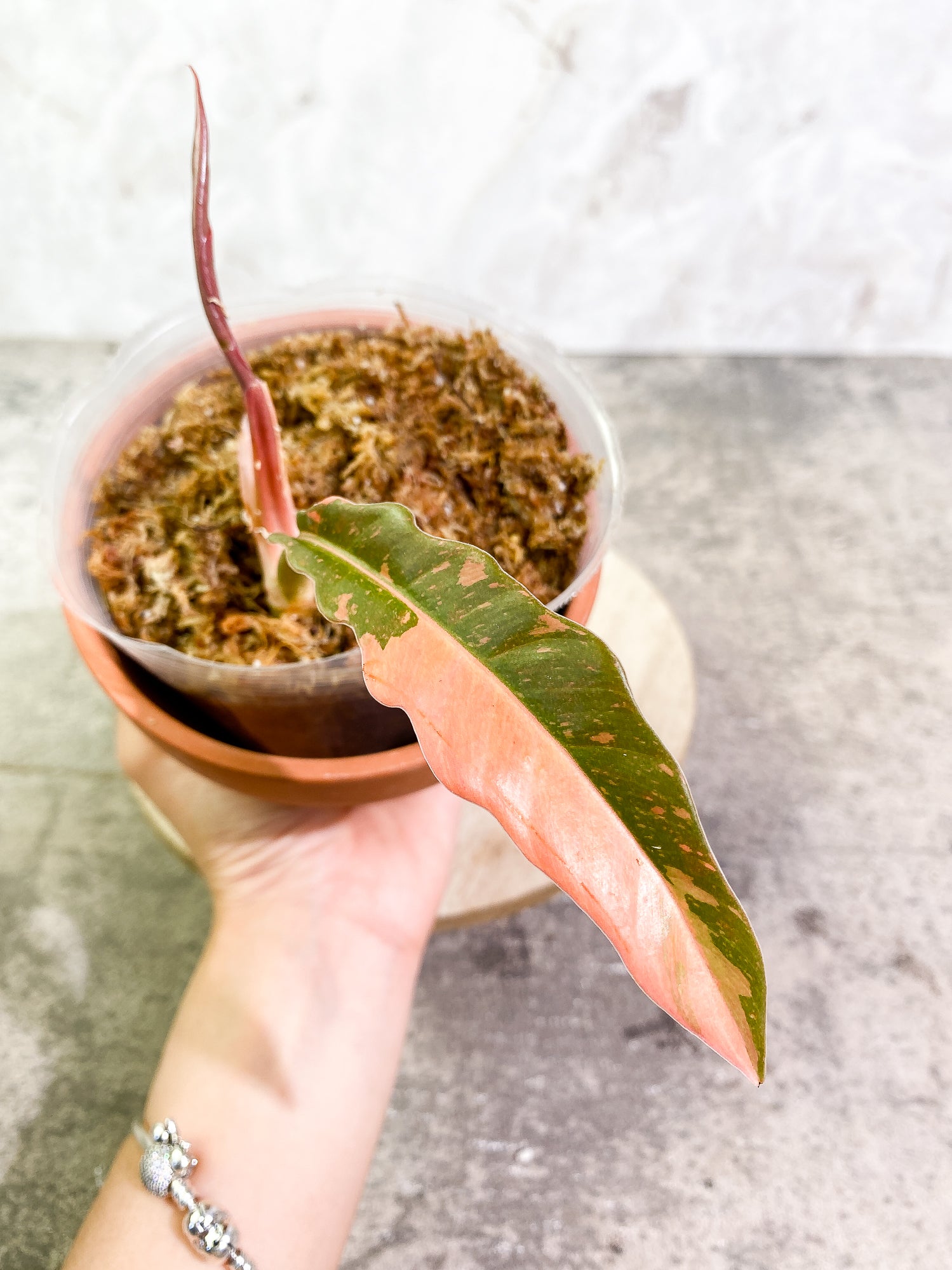 Philodendron Ring of Fire 1 leaf 1 sprout top cutting slightly rooted