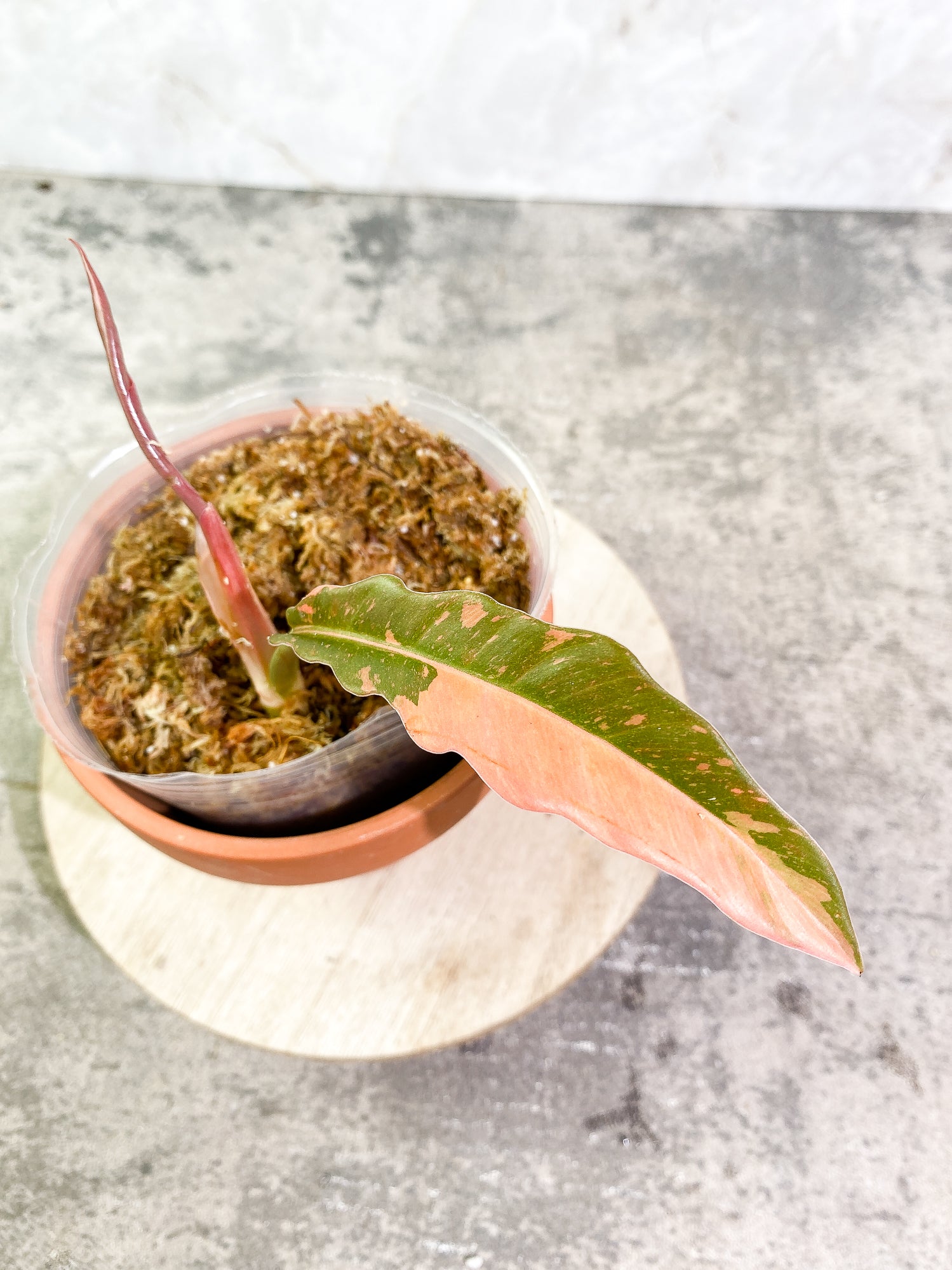 Philodendron Ring of Fire 1 leaf 1 sprout top cutting slightly rooted