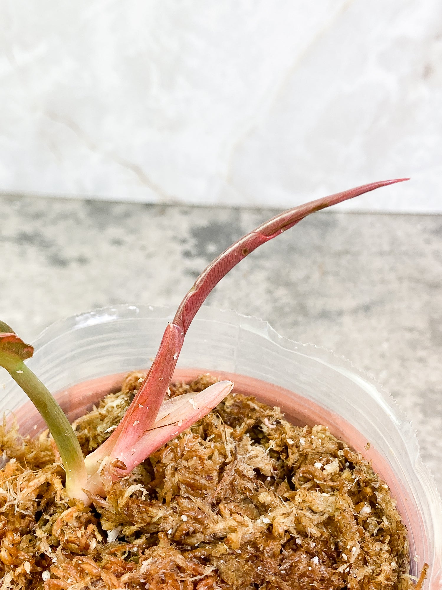 Philodendron Ring of Fire 1 leaf 1 sprout top cutting slightly rooted
