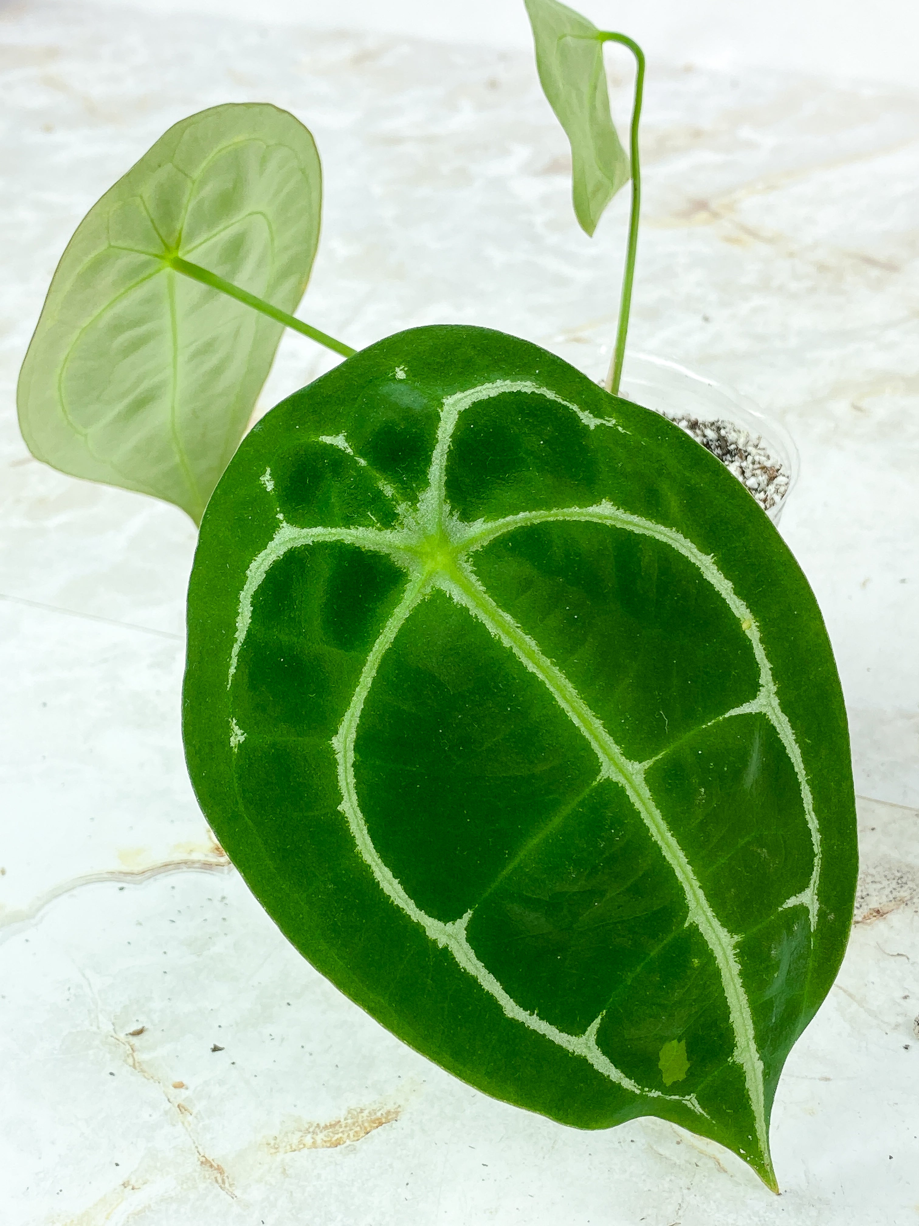 Anthurium Forgetii x Crystallinum Rooted 3 leaves