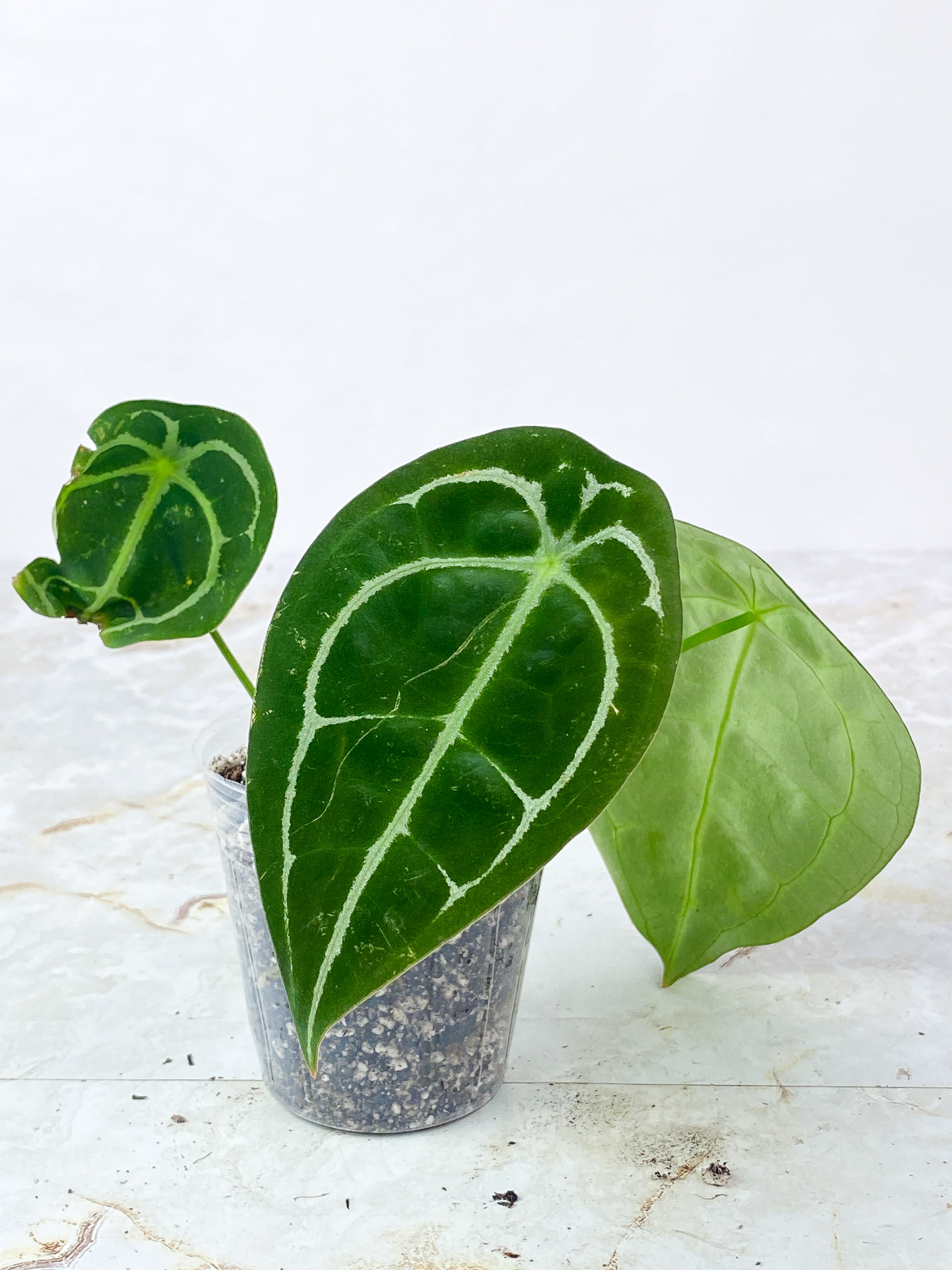 Anthurium Forgetii x Crystallinum Rooted 3 leaves