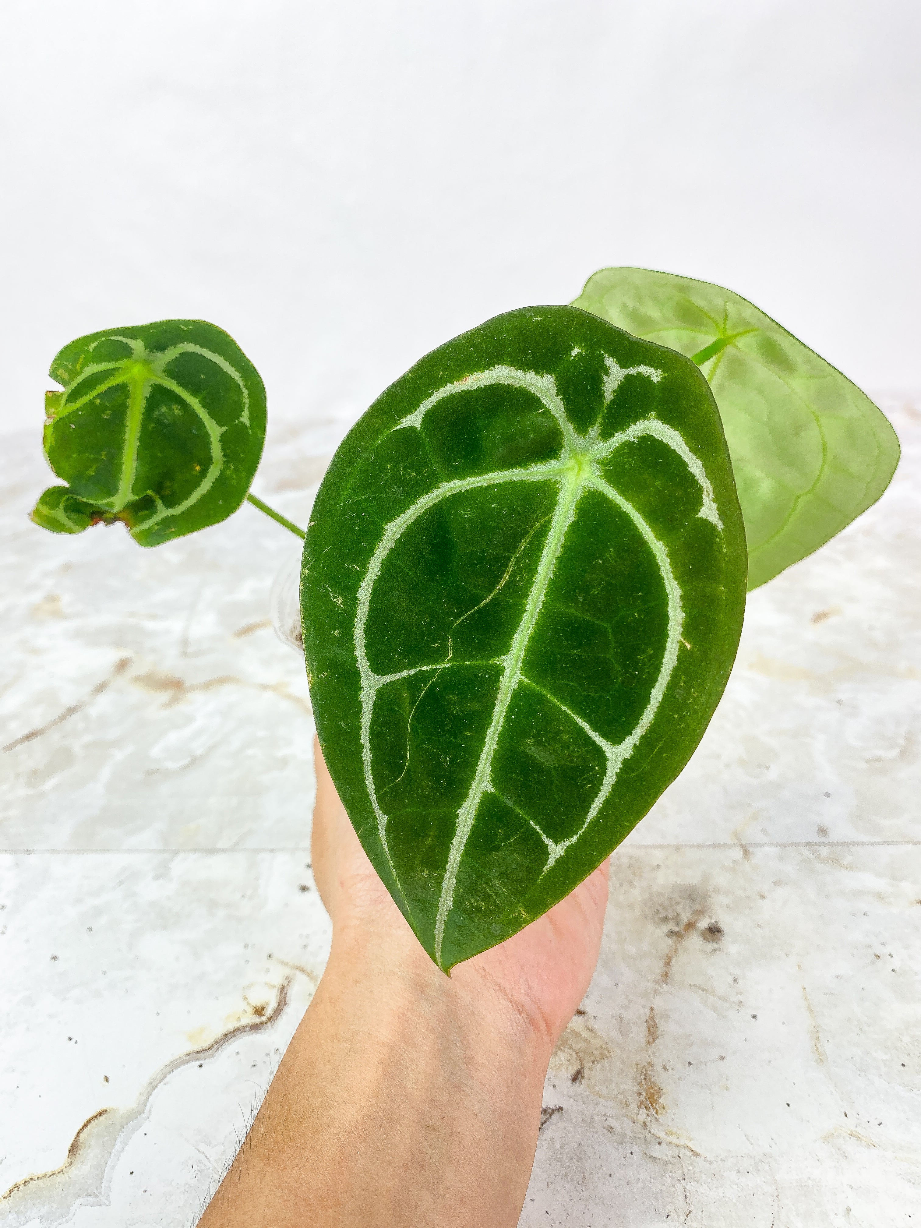 Anthurium Forgetii x Crystallinum Rooted 3 leaves